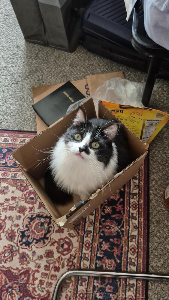 Enlarge Kate, a Adoptable mixed breed in New York, NY image 4/6