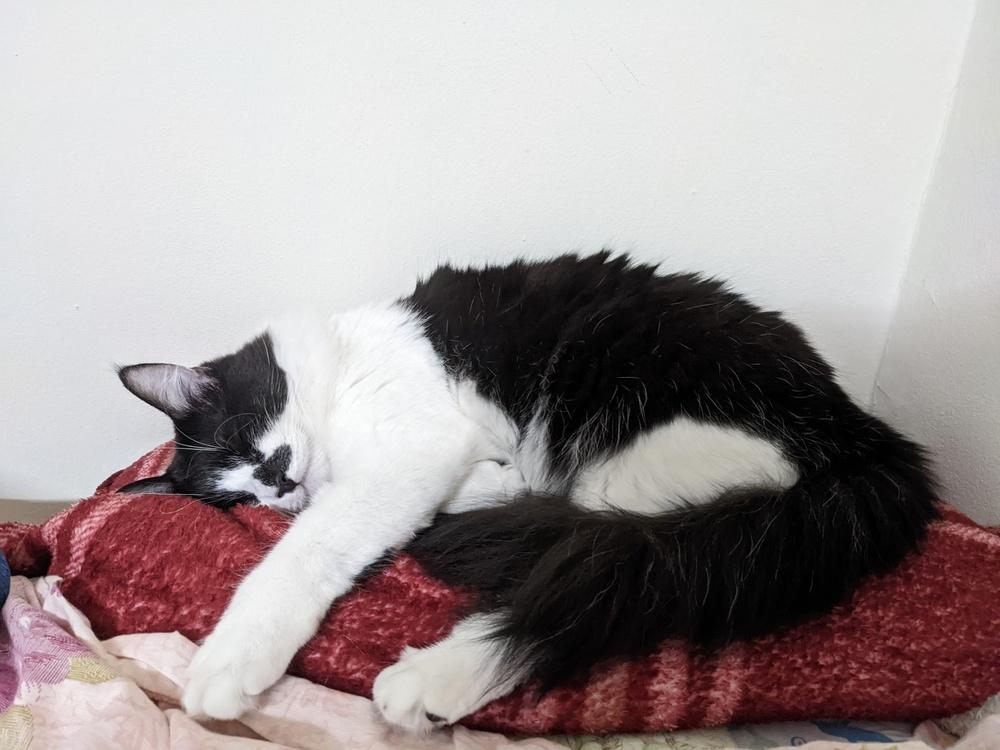 Enlarge Kate, a Adoptable mixed breed in New York, NY image 5/6