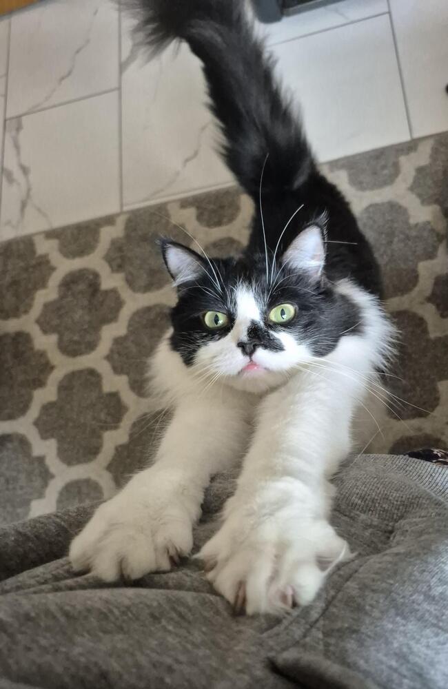 Enlarge Kate, a Adoptable mixed breed in New York, NY image 6/6