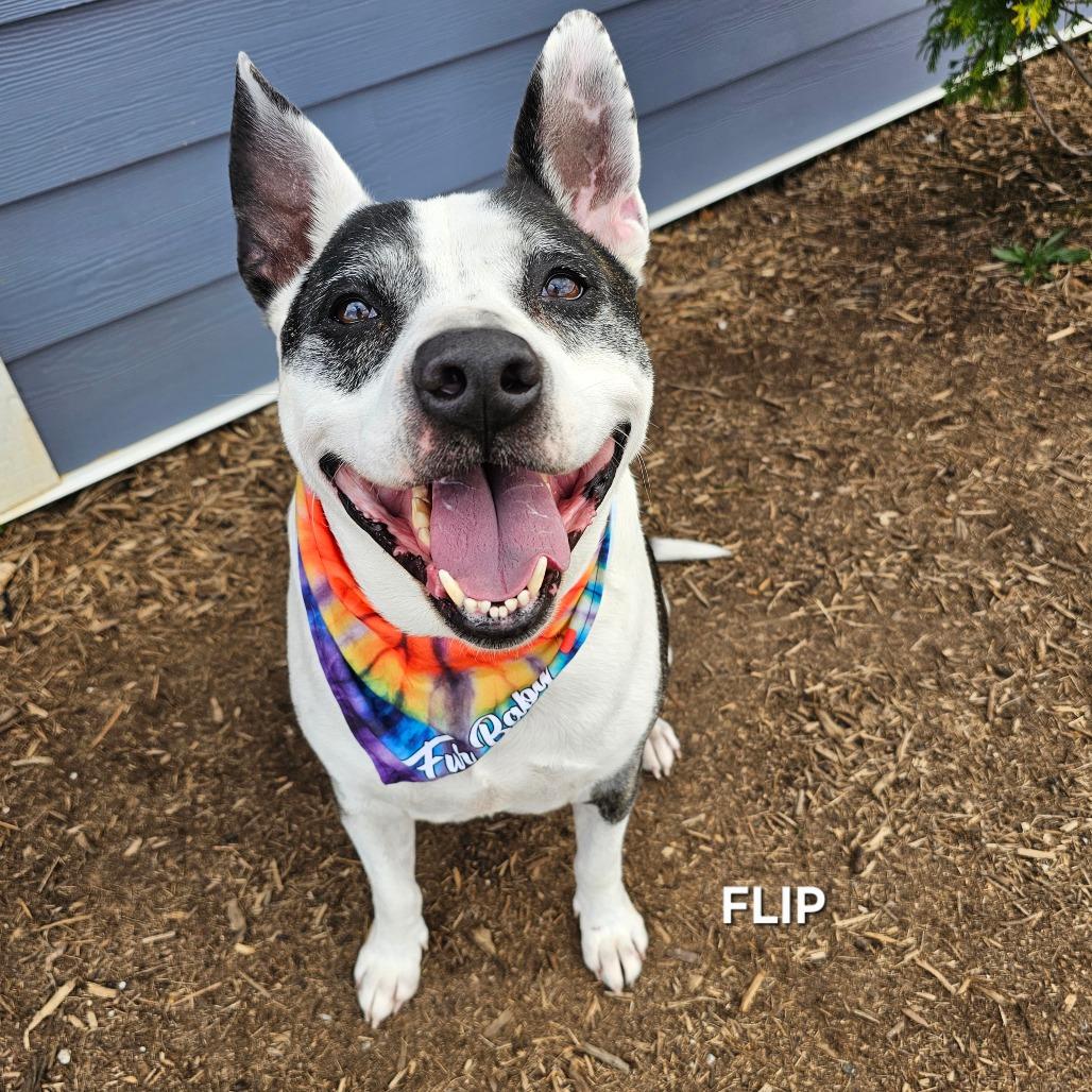 Enlarge Flip, a Adoptable mixed breed in Madisonville, TN image 1/5