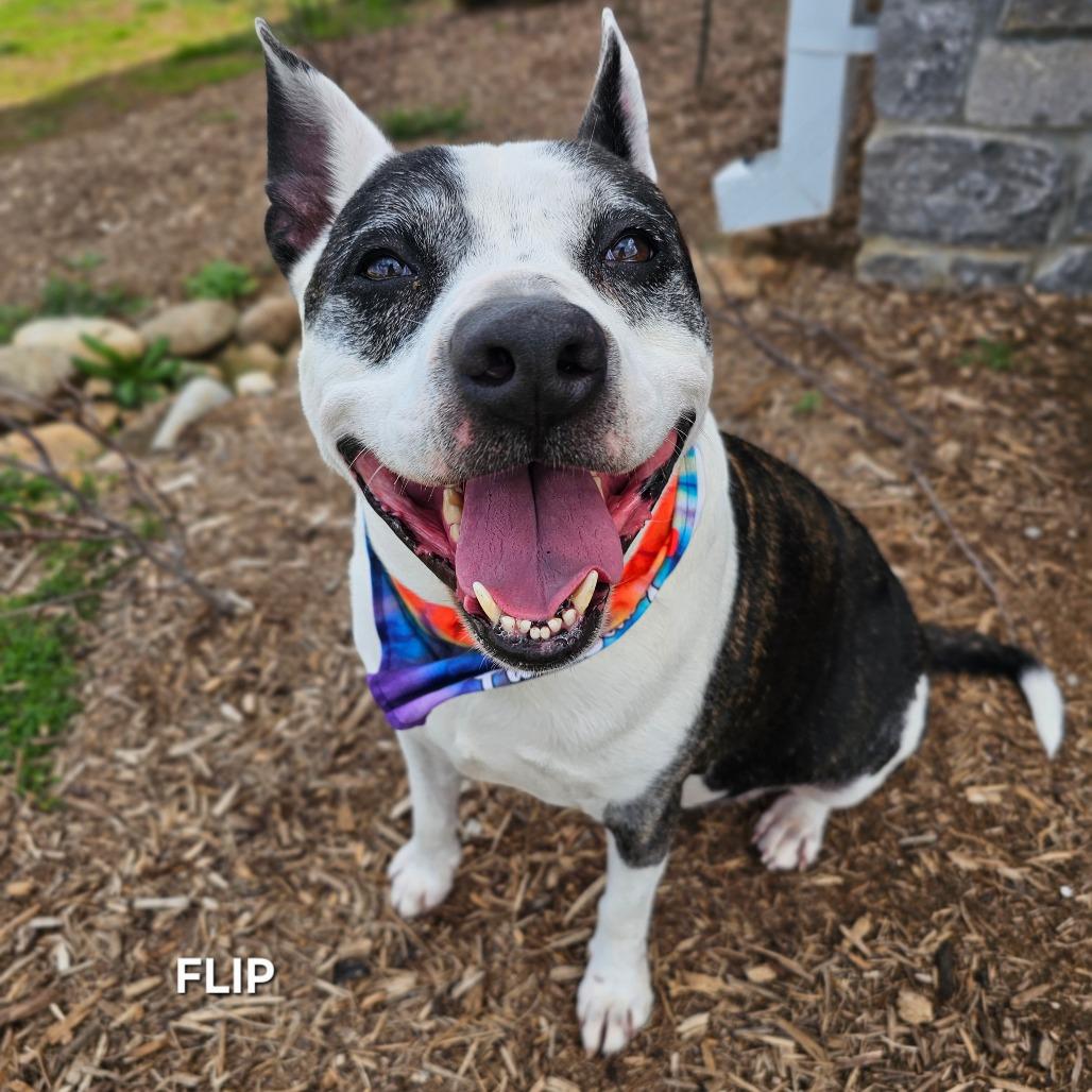 Enlarge Flip, a Adoptable mixed breed in Madisonville, TN image 2/5