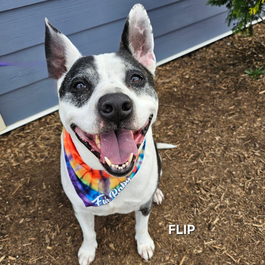 Enlarge Flip, a Adoptable mixed breed in Madisonville, TN image 3/5