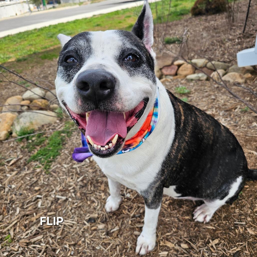 Enlarge Flip, a Adoptable mixed breed in Madisonville, TN image 4/5