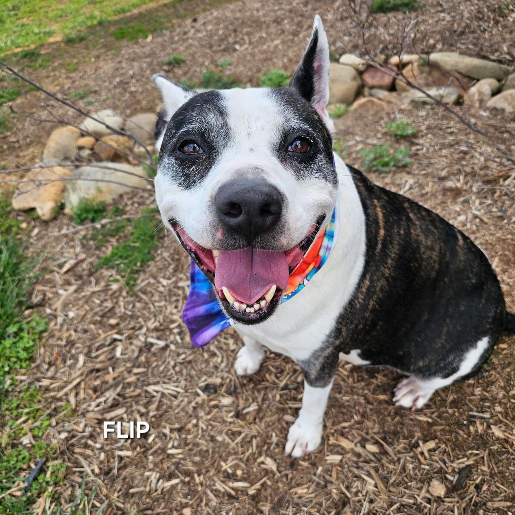 Enlarge Flip, a Adoptable mixed breed in Madisonville, TN image 5/5