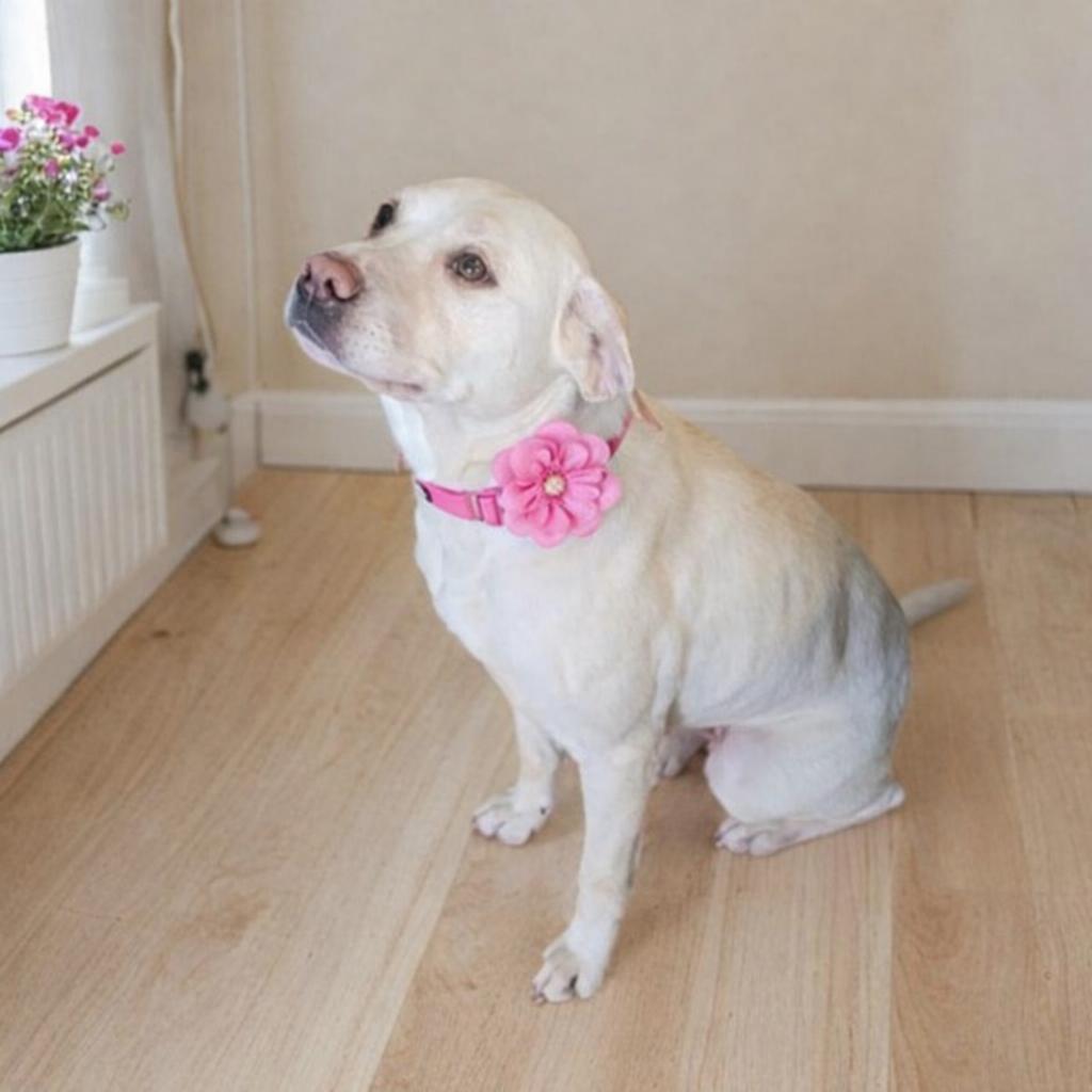 Maple, Adoptable, Adult Female Labrador Retriever.