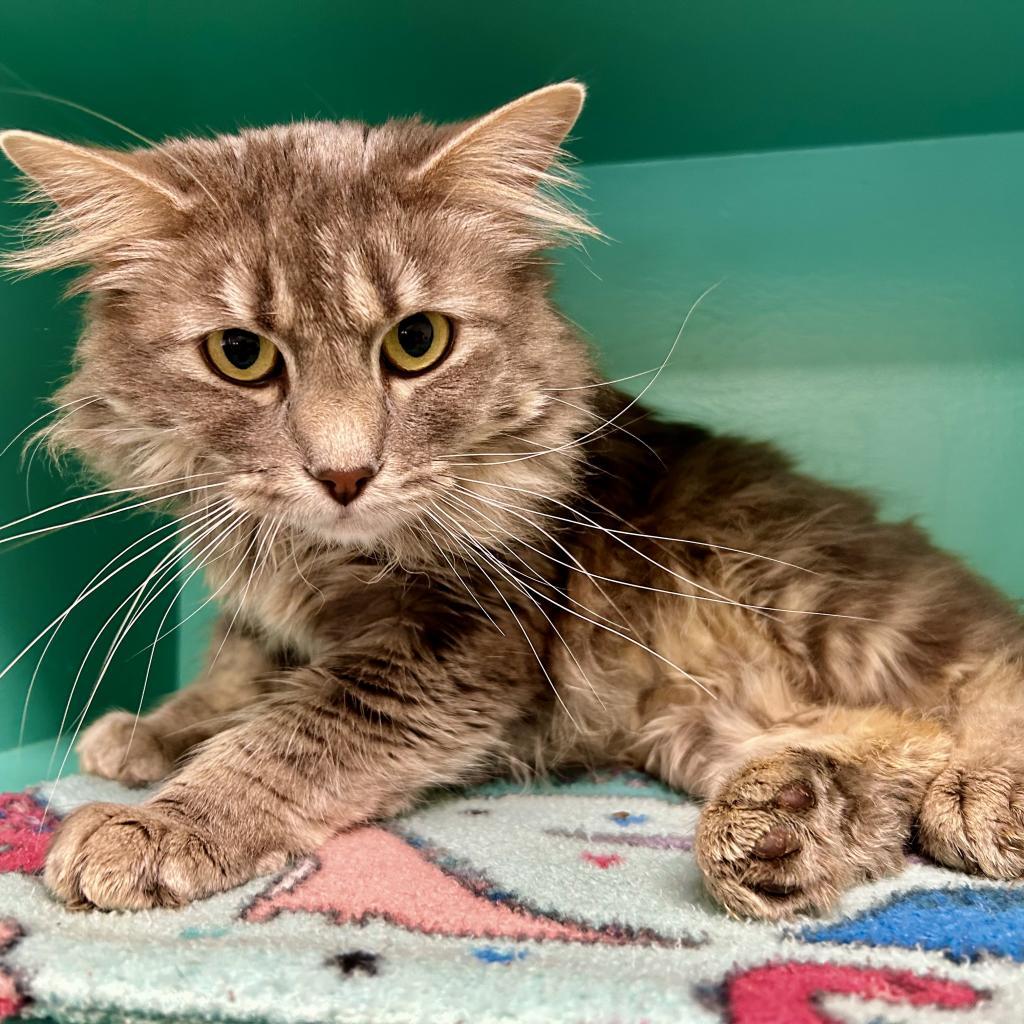 Sunchip — thumbnail 2