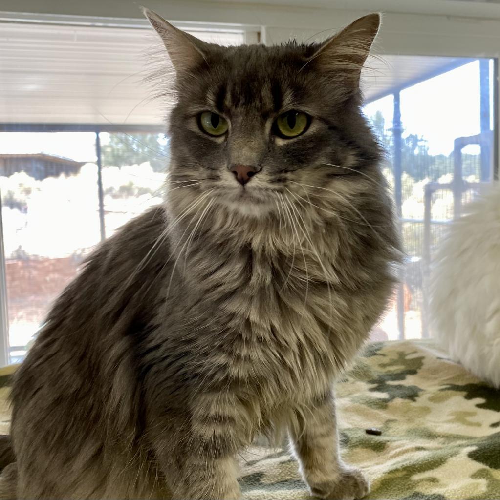 Sunchip — thumbnail 3