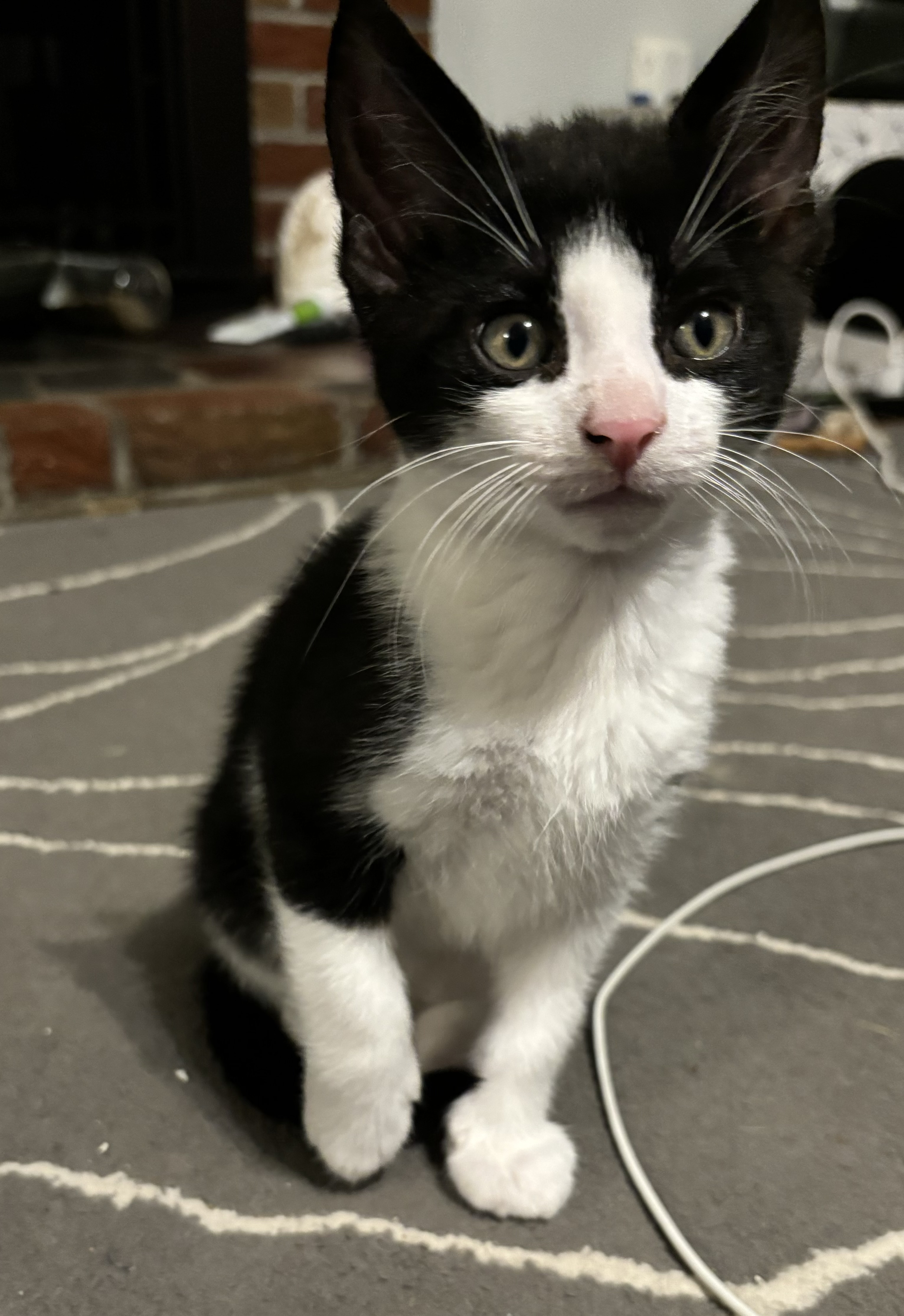 Cat for adoption Mama Greyson and her little boy Mario (male kitten