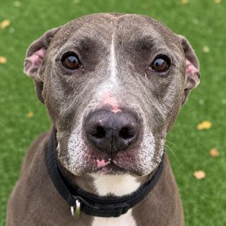 Enlarge Hercules, a Adoptable mixed breed in Windcrest, TX image 1/6
