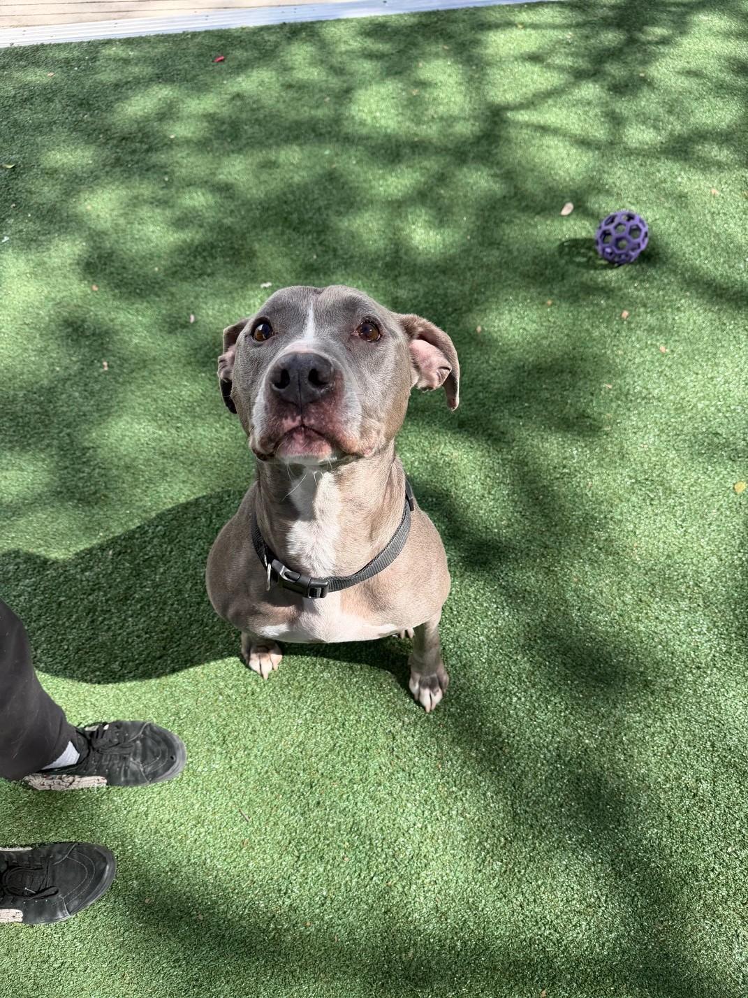 Enlarge Hercules, a Adoptable mixed breed in Windcrest, TX image 5/6