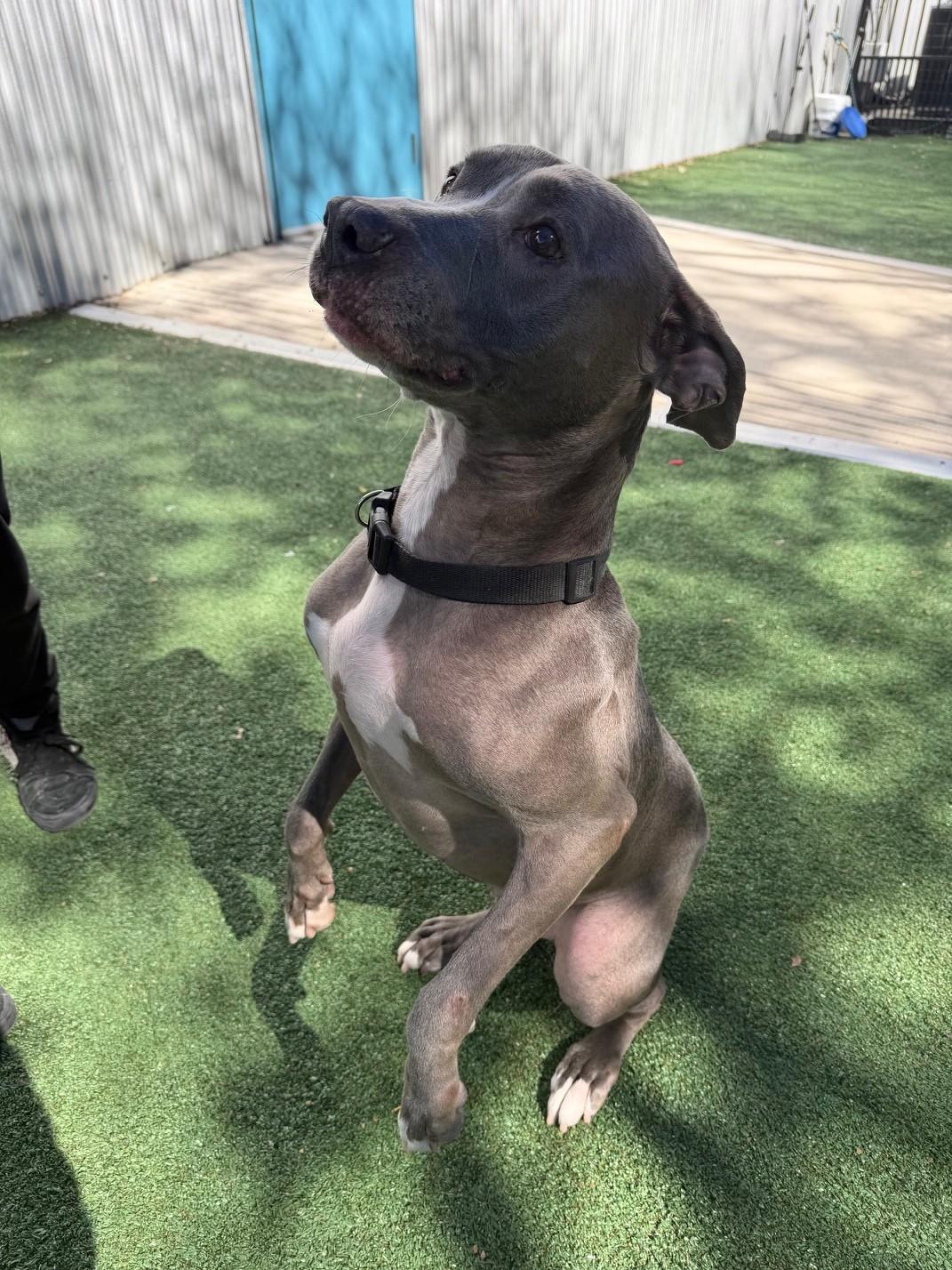 Enlarge Hercules, a Adoptable mixed breed in Windcrest, TX image 6/6
