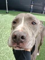 Enlarge Hercules, a Adoptable mixed breed in Windcrest, TX image 3/6