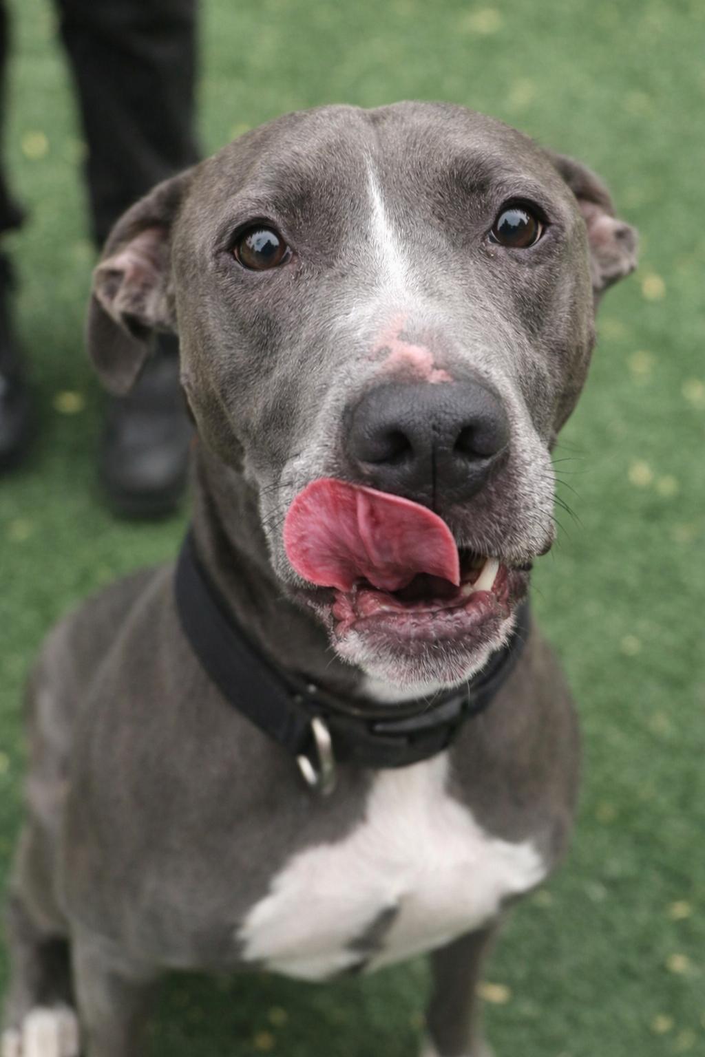 Enlarge Hercules, a Adoptable mixed breed in Windcrest, TX image 2/6