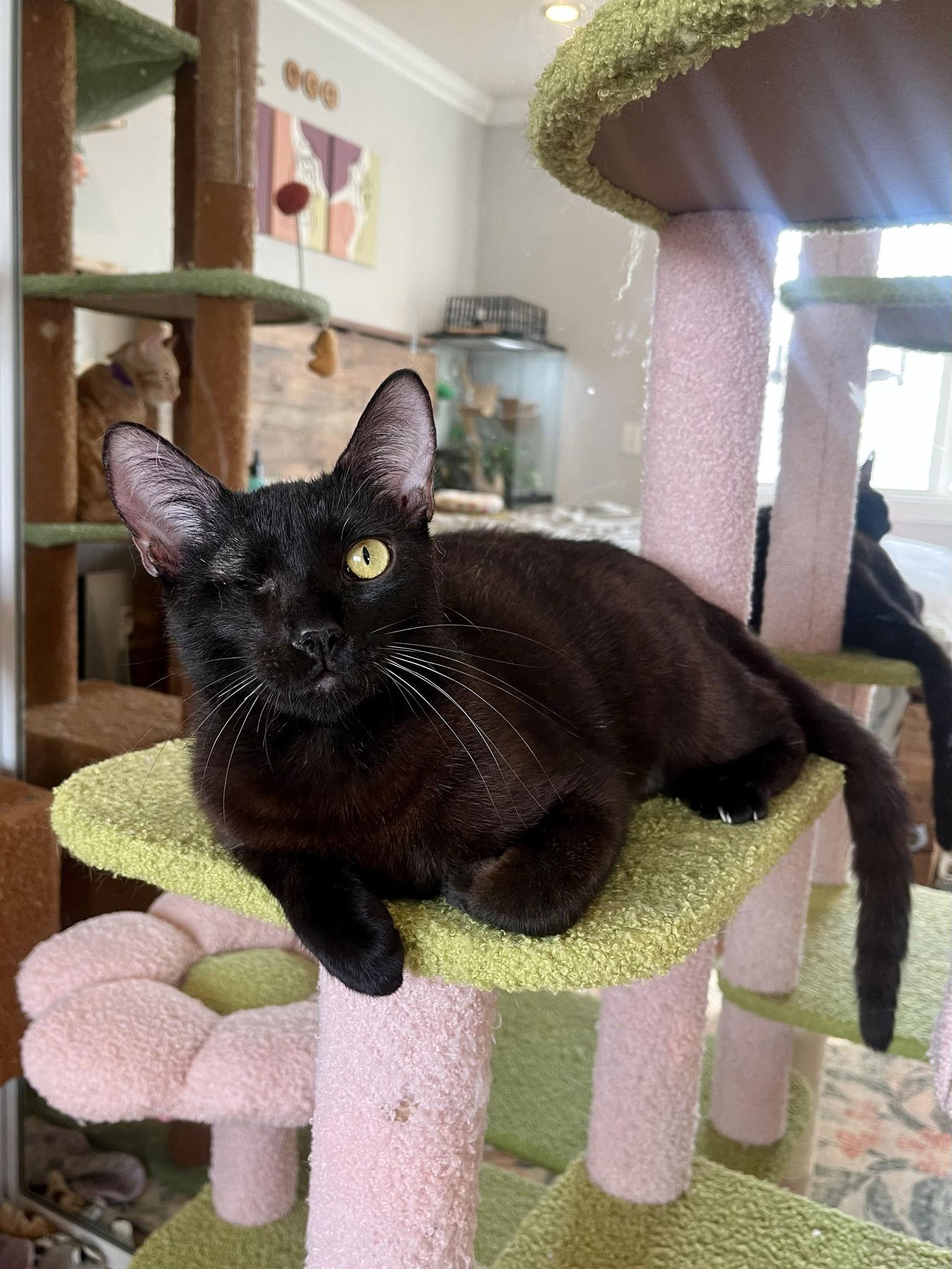 Levi, Adopted, Adult Male Domestic Short Hair.