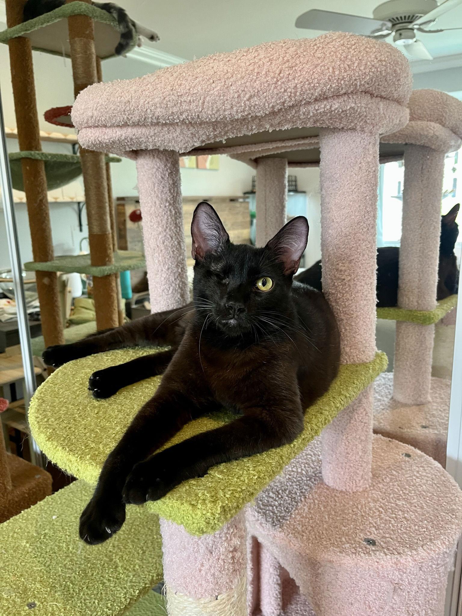 Enlarge Levi, a Adopted Domestic Short Hair in Long Beach, CA image 2/3