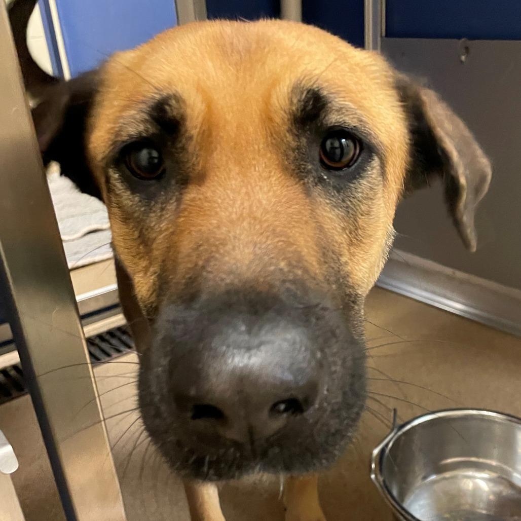 Enlarge Sadie, a Adoptable Anatolian Shepherd in Norman, OK image 1/1