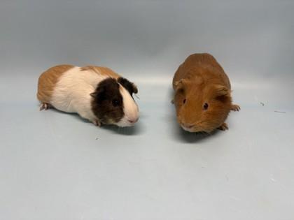 Enlarge Sophia, a Adoptable Guinea Pig in Golden Valley, MN image 1/1