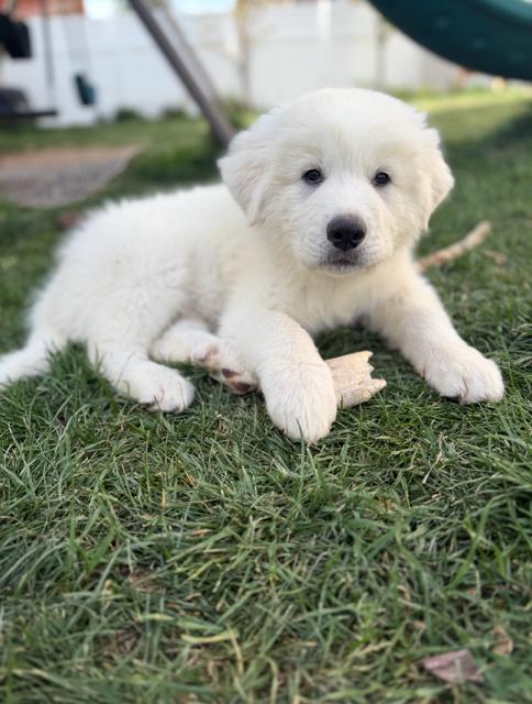 Emma, a Adoptable Great Pyrenees in Midway, UT image 1/2