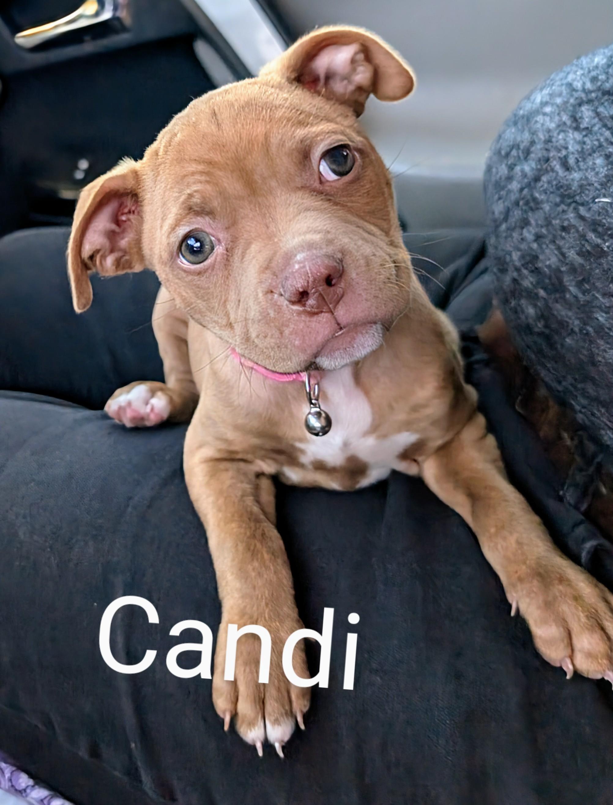 Enlarge candy , an adopted Pit Bull Terrier in Saint David, AZ image 3/4