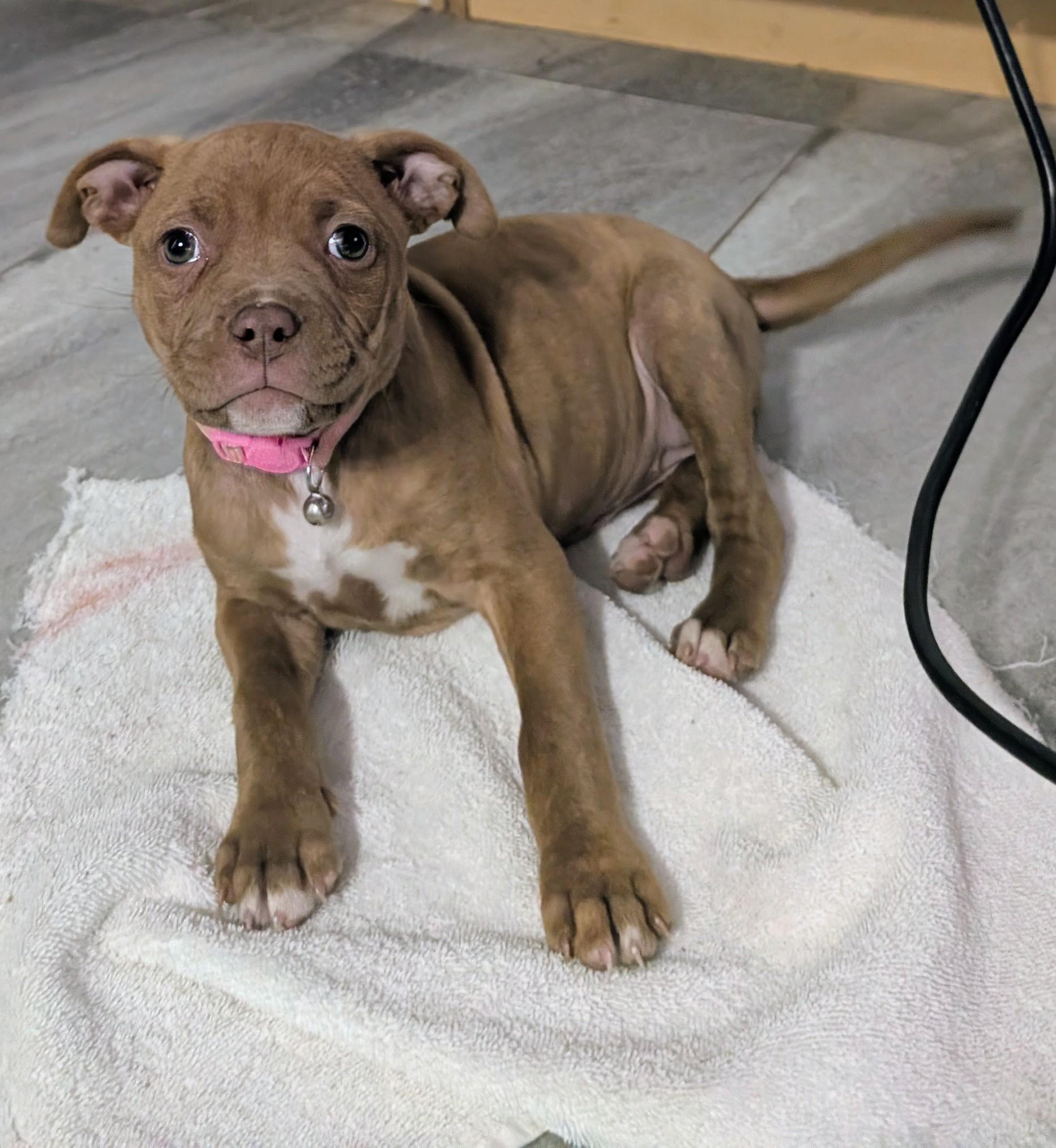 Enlarge candy , an adopted Pit Bull Terrier in Saint David, AZ image 4/4