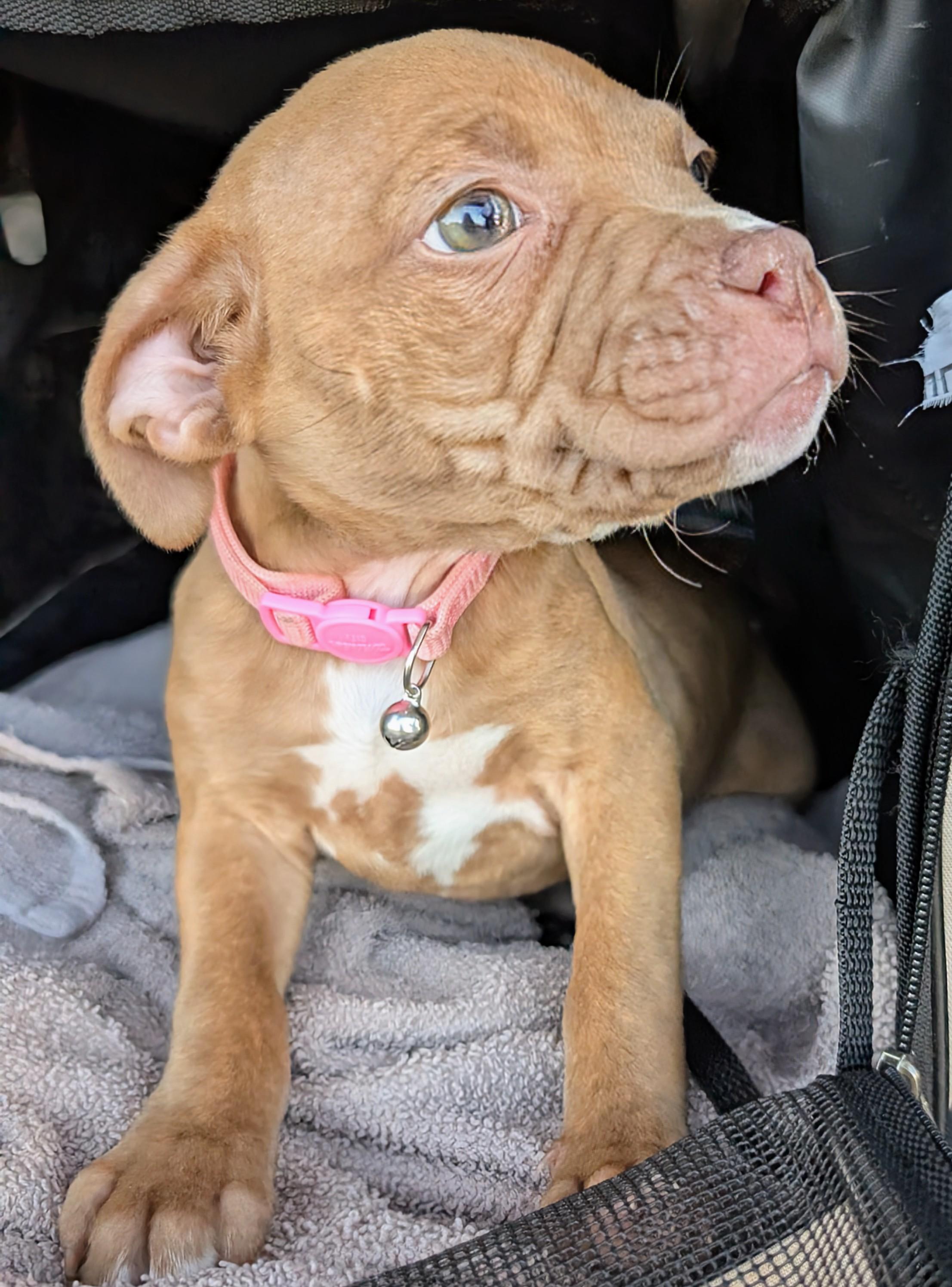 Enlarge candy , an adopted Pit Bull Terrier in Saint David, AZ image 2/4