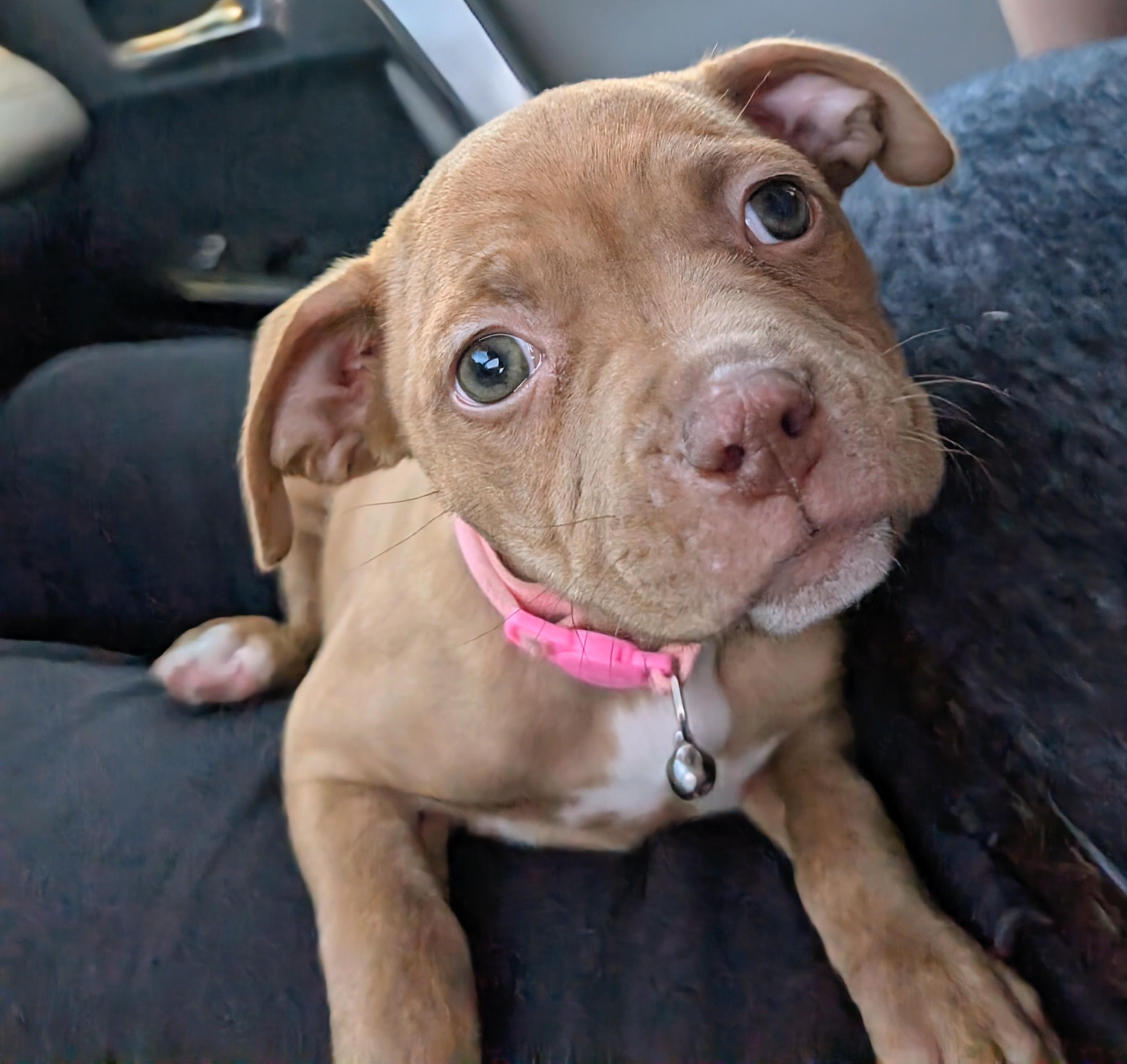 Enlarge candy , an adopted Pit Bull Terrier in Saint David, AZ image 1/4