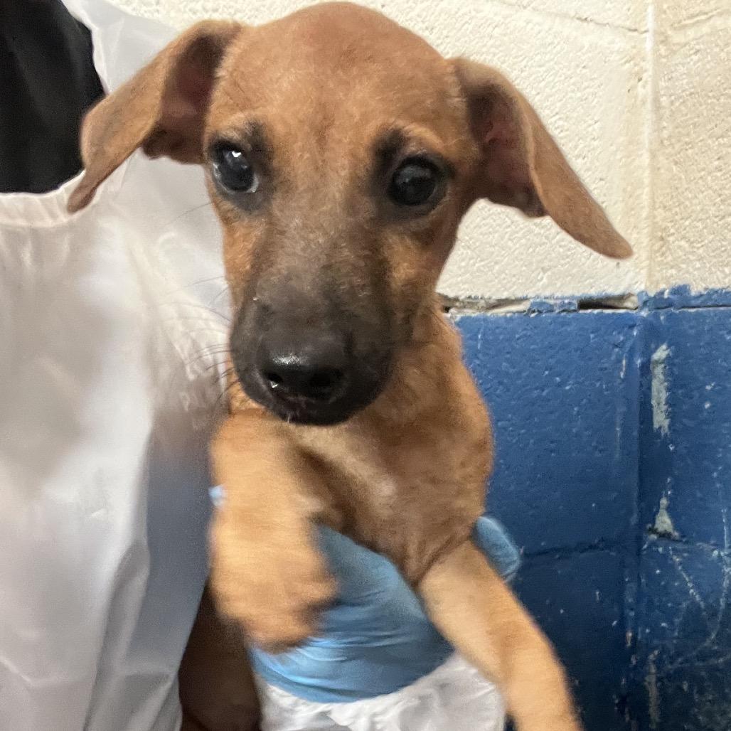 Enlarge Meyer, a Adoptable mixed breed in Edinburg, TX image 1/1