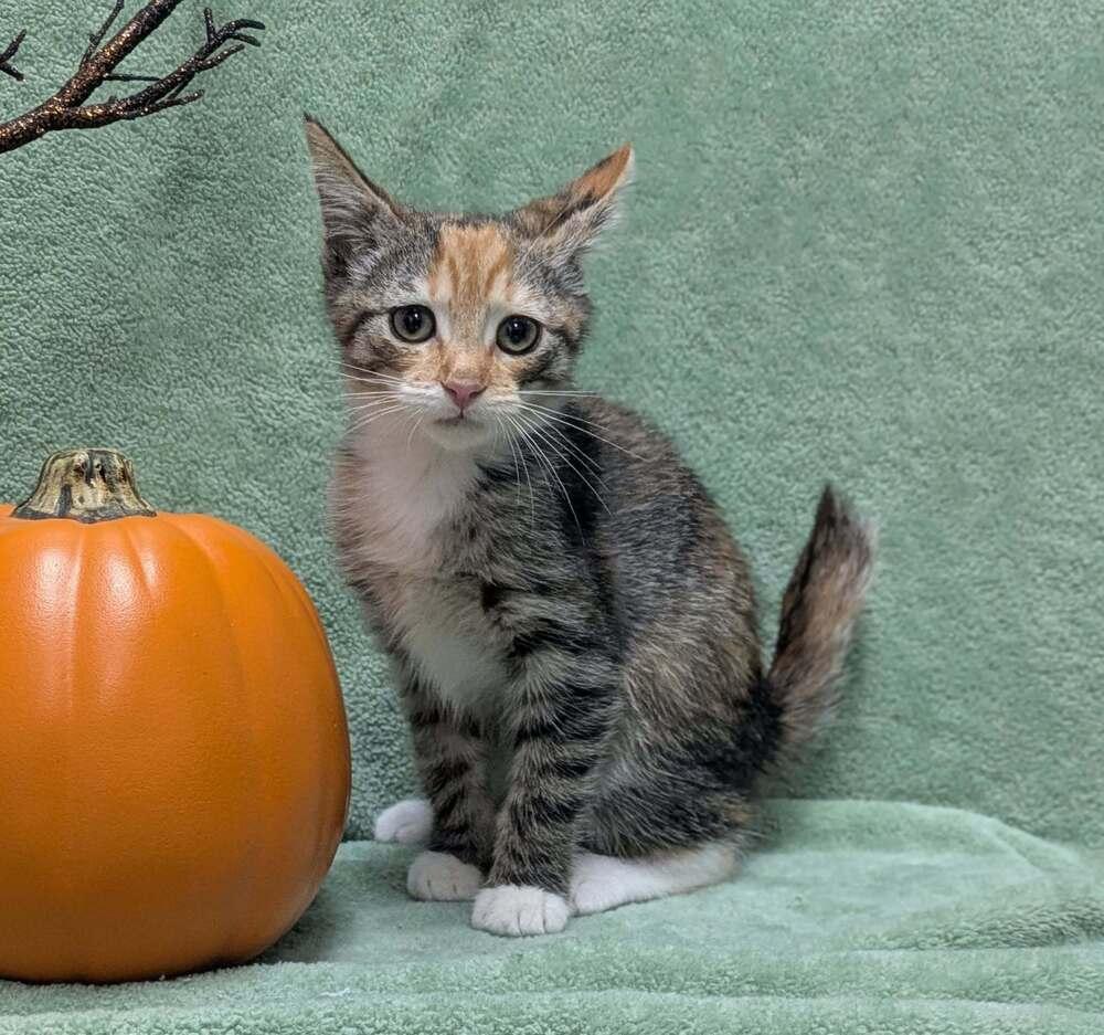 Enlarge Birdie, a Adoptable Domestic Short Hair in Raleigh, NC image 1/3