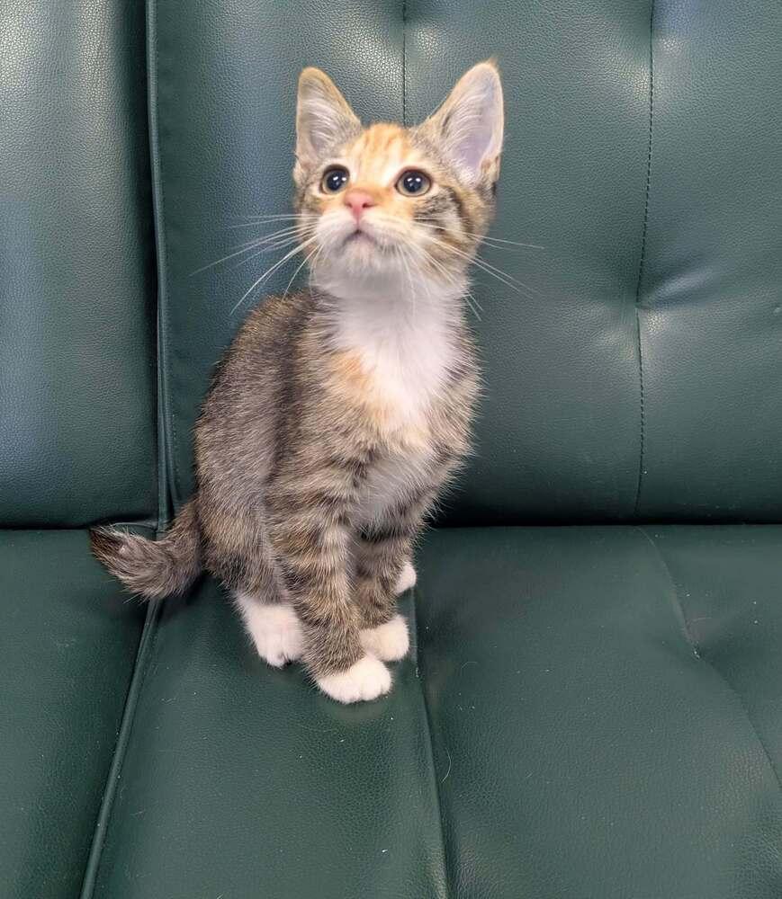 Enlarge Birdie, a Adoptable Domestic Short Hair in Raleigh, NC image 2/3