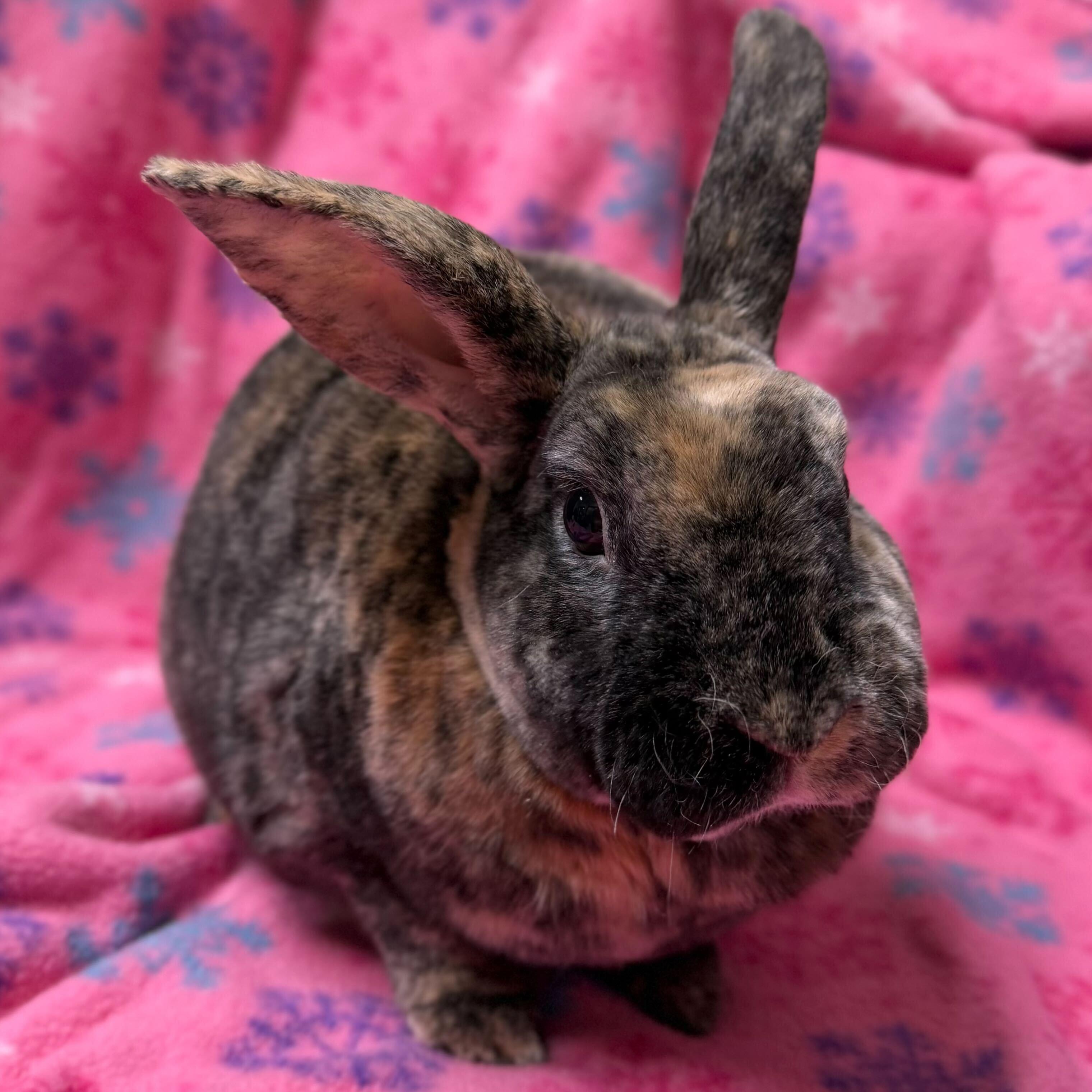 Enlarge Rocky, a ADOPTABLE mixed breed in Jefferson, WI image 1/1