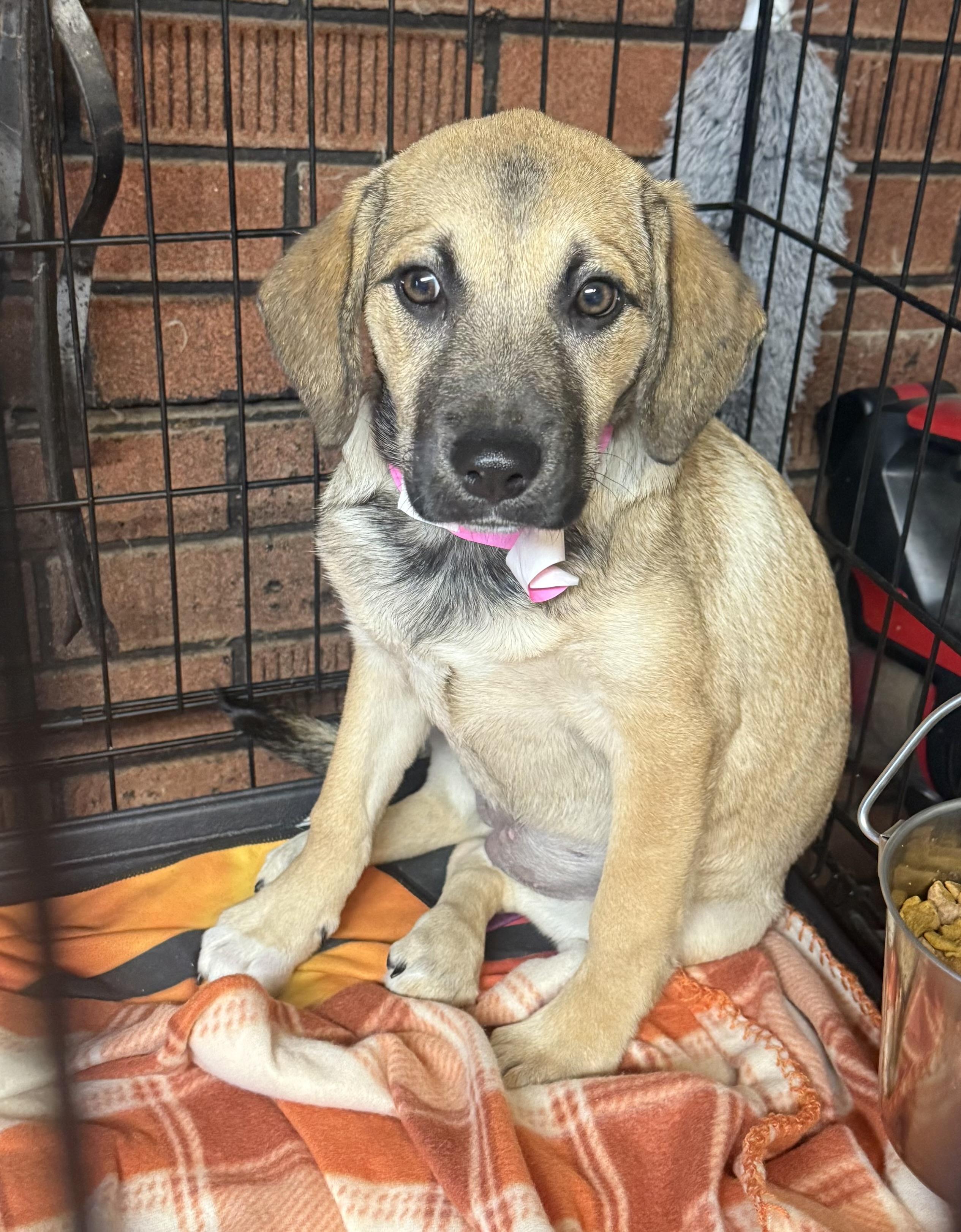 Dyani , ADOPTABLE, Puppy Female Black Mouth Cur.