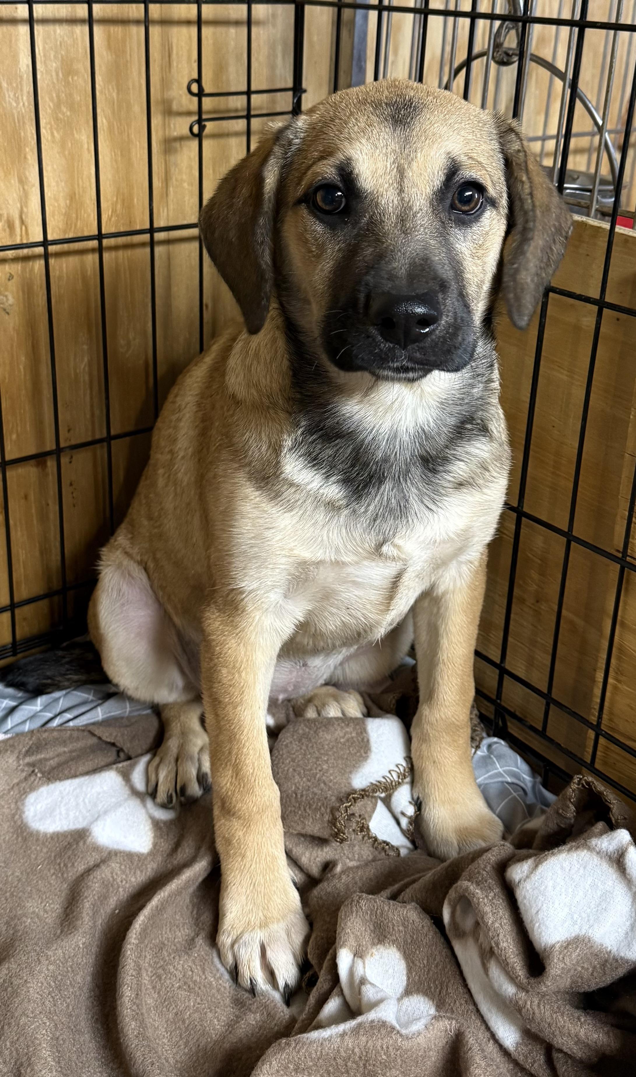 Dyani , a ADOPTABLE Black Mouth Cur in Wanaque, NJ image 2/4