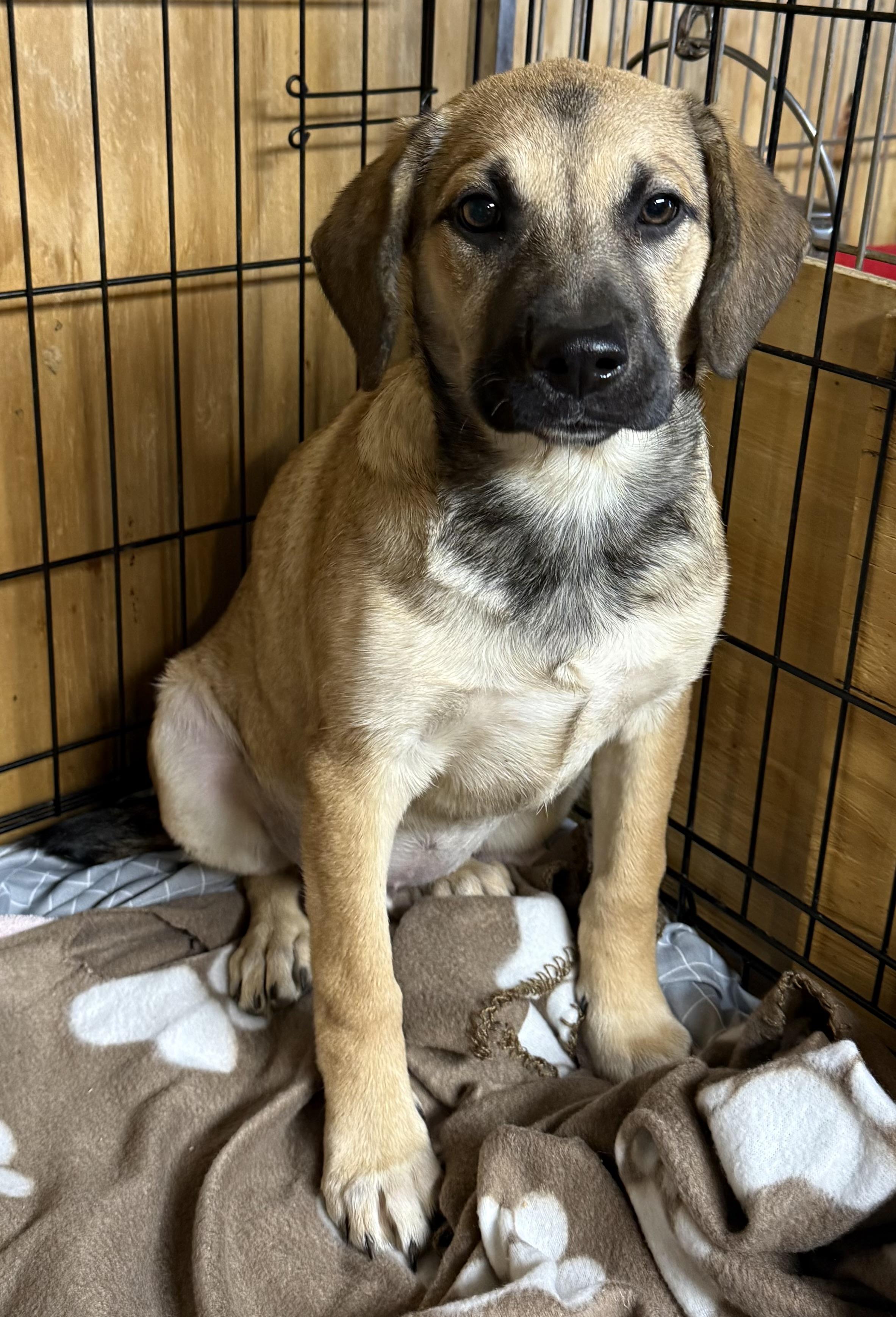 Dyani , a ADOPTABLE Black Mouth Cur in Wanaque, NJ image 3/4