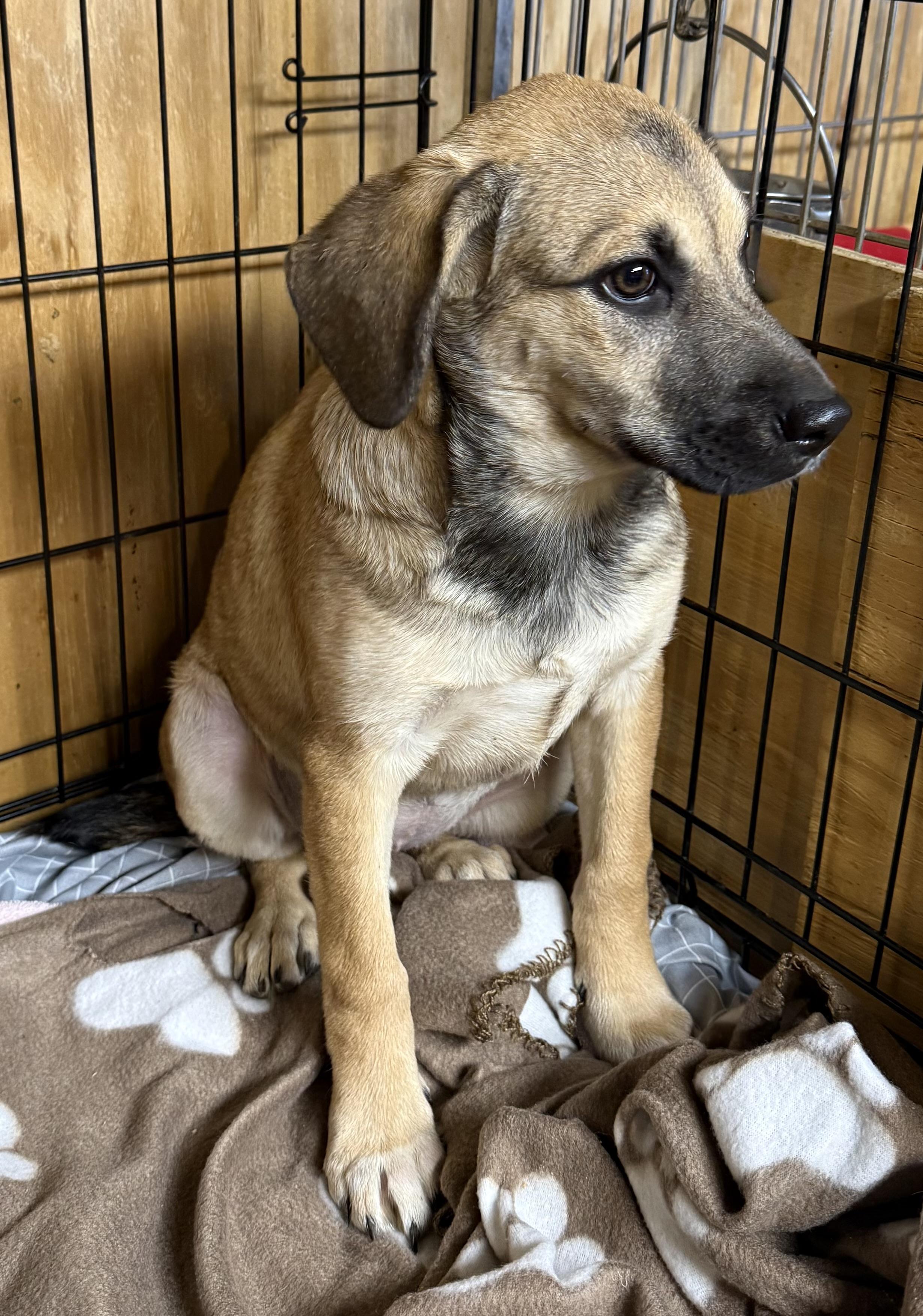 Dyani , a ADOPTABLE Black Mouth Cur in Wanaque, NJ image 4/4