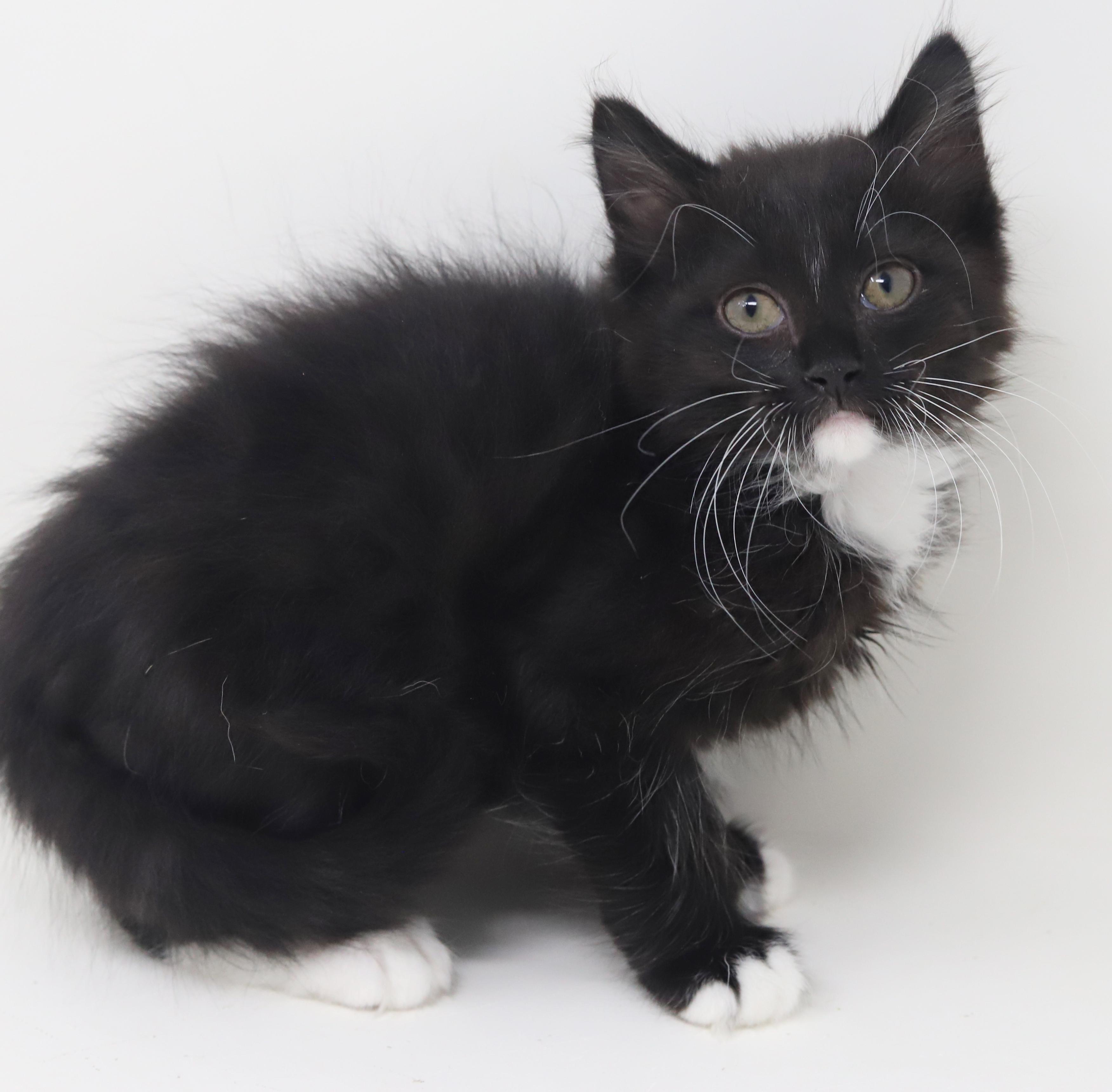 Grant and Greyson - double the floof double the LOVERS - amazing therapy kittens!, an adopted mixed breed in Bedford Hills, NY image 2/6