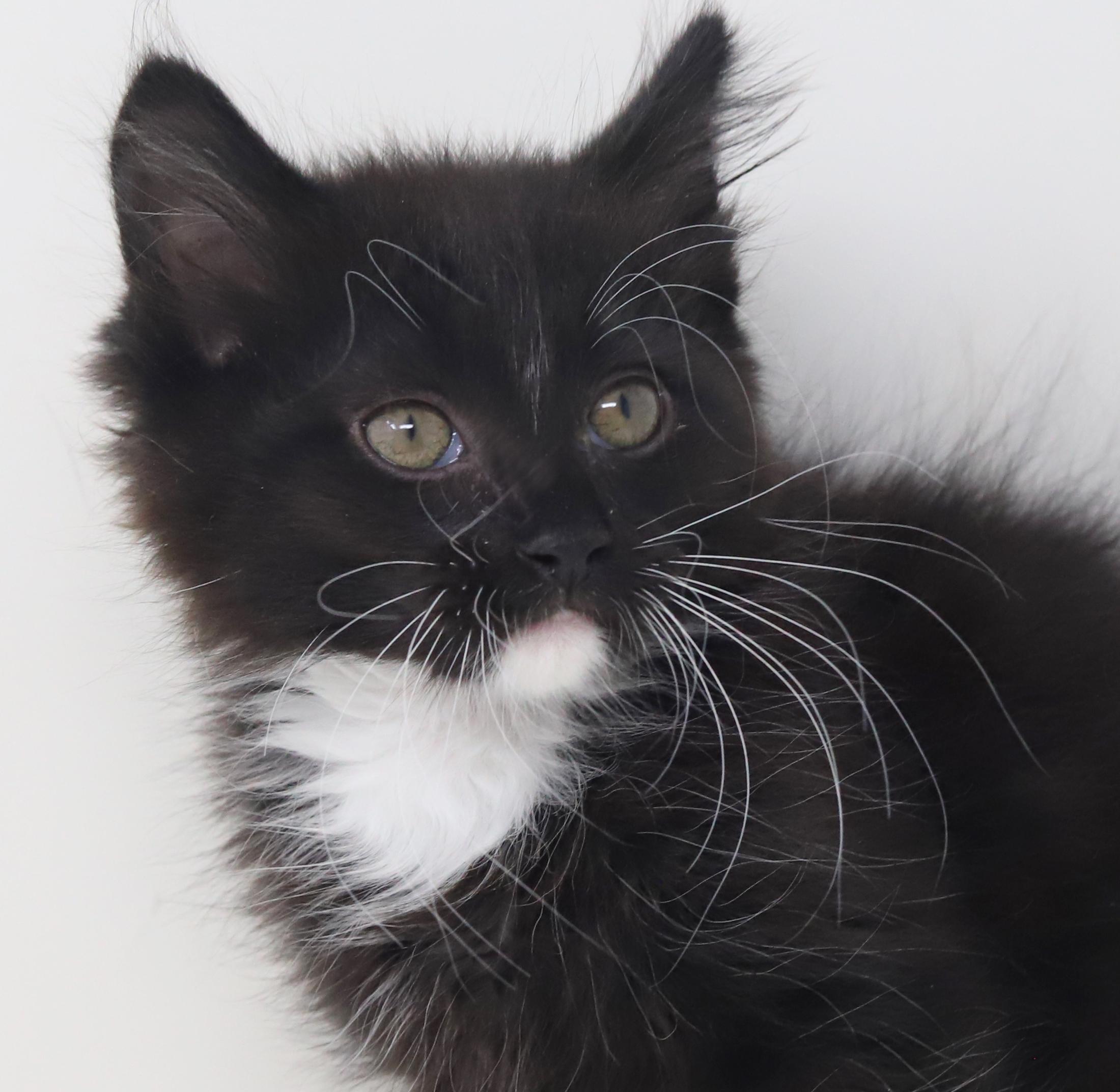 Grant and Greyson - double the floof double the LOVERS - amazing therapy kittens!, an adopted mixed breed in Bedford Hills, NY image 5/6
