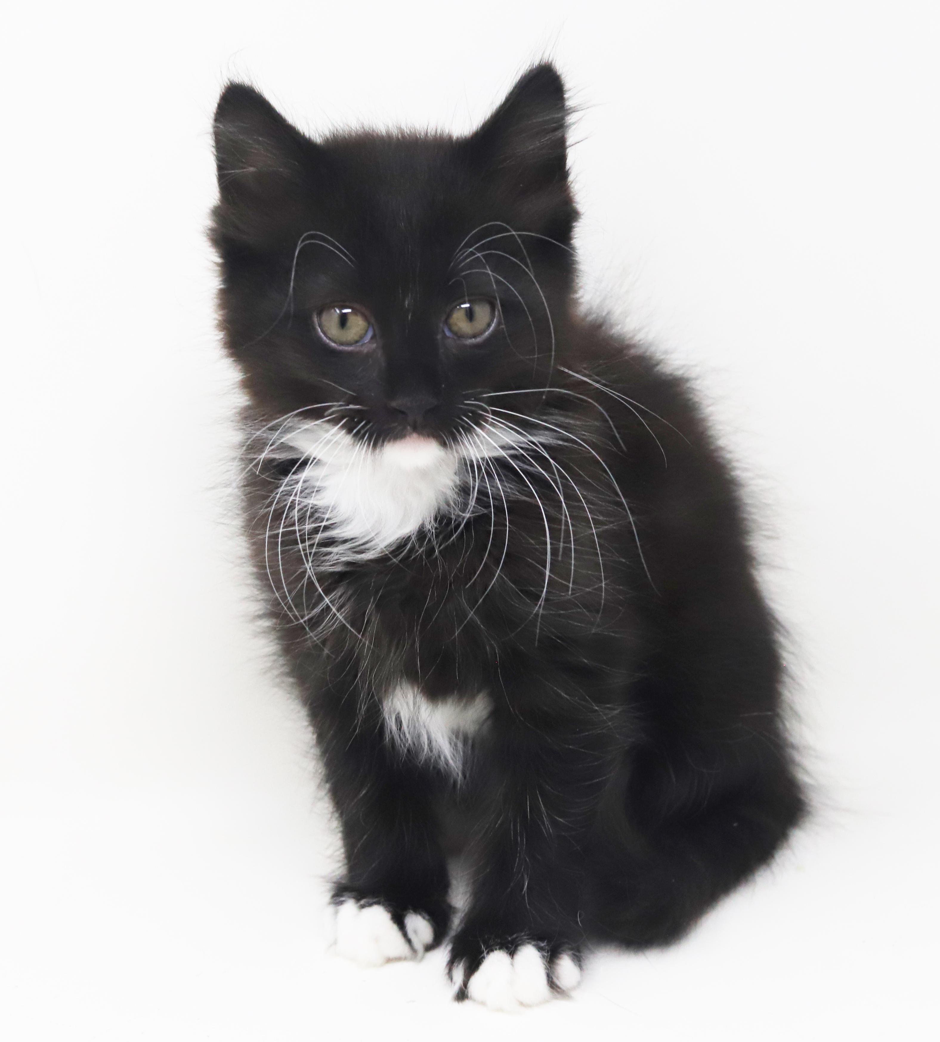 Grant and Greyson - double the floof double the LOVERS - amazing therapy kittens!, an adopted mixed breed in Bedford Hills, NY image 1/6