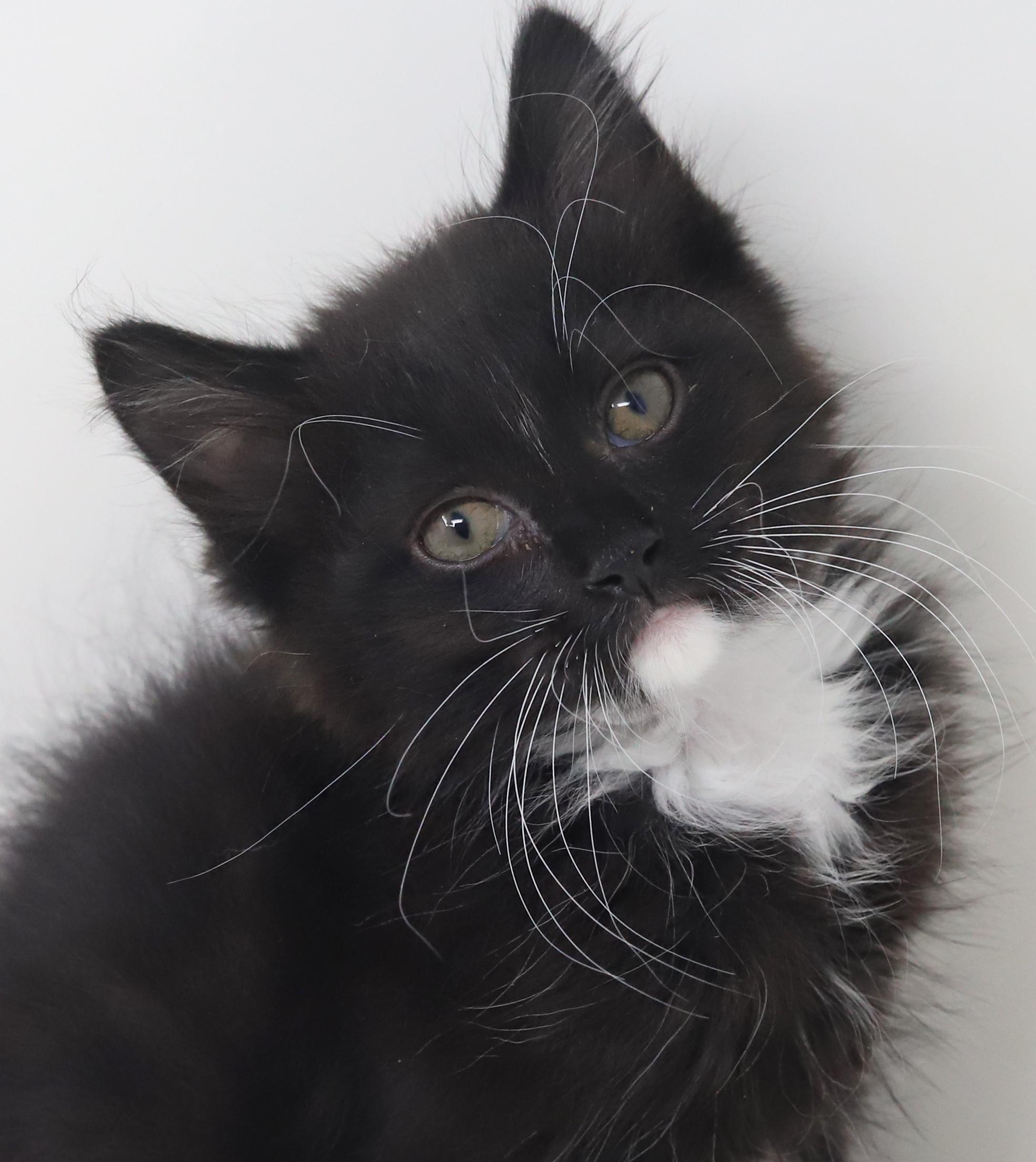 Grant and Greyson - double the floof double the LOVERS - amazing therapy kittens!, an adopted mixed breed in Bedford Hills, NY image 4/6