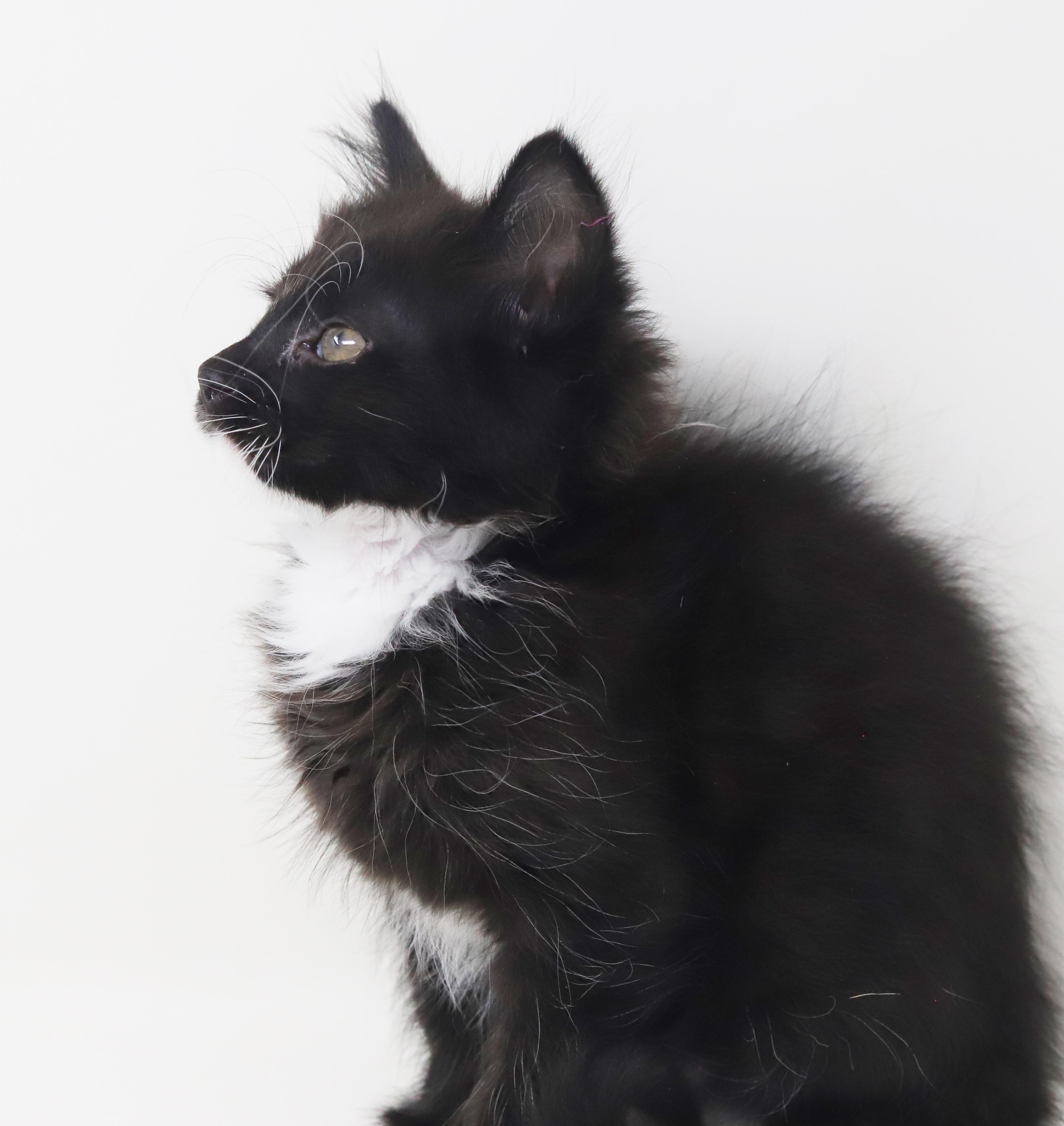 Grant and Greyson - double the floof double the LOVERS - amazing therapy kittens!, an adopted mixed breed in Bedford Hills, NY image 3/6