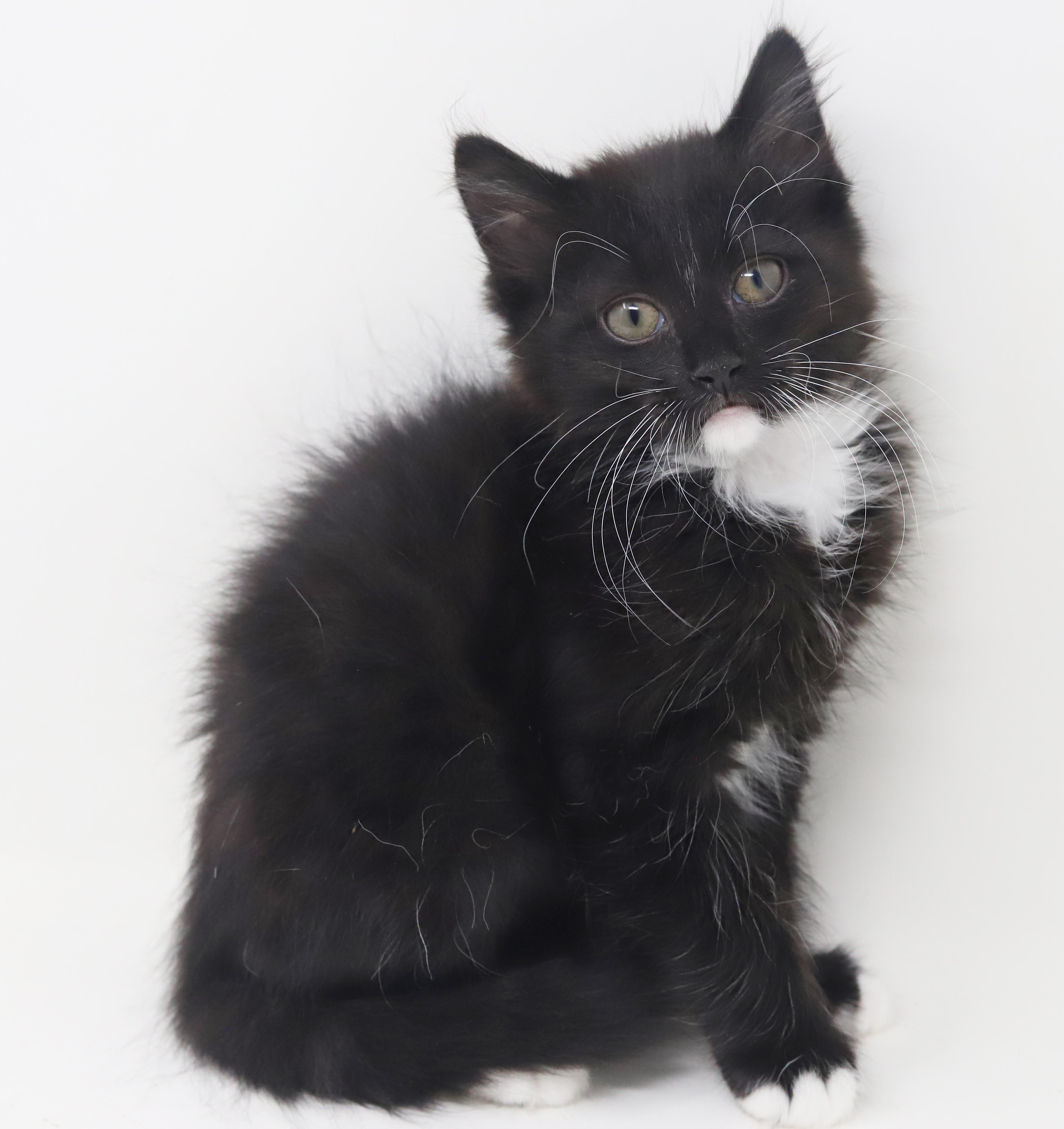 Grant and Greyson - double the floof double the LOVERS - amazing therapy kittens!, an adopted mixed breed in Bedford Hills, NY image 6/6