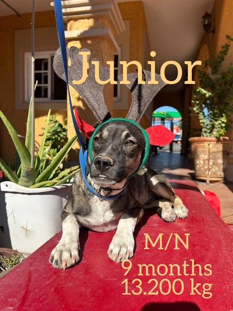 Enlarge Junior, a Adoptable Mixed Breed in Nopolo, BCS image 1/1