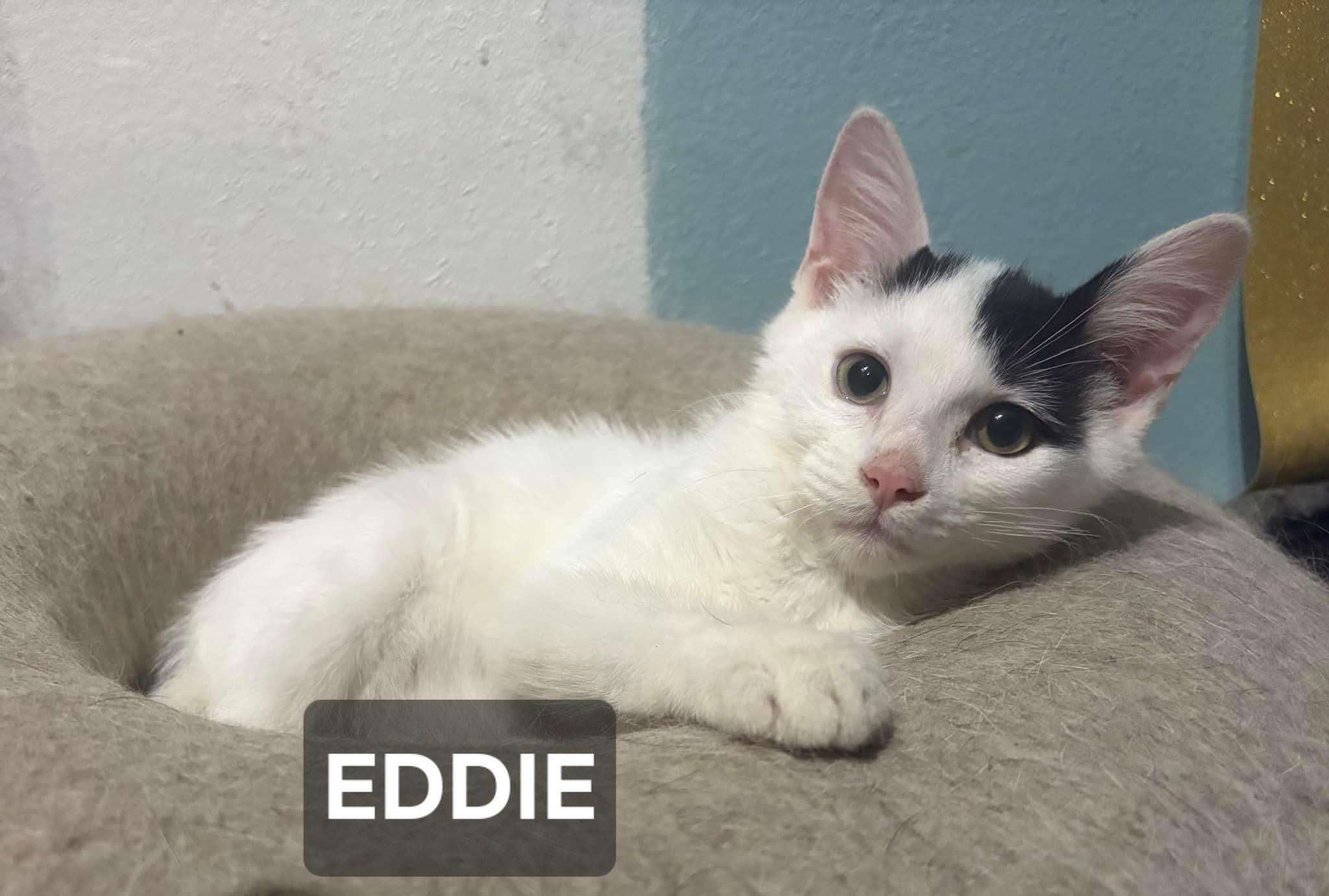 Enlarge Eddie, a Adoptable Domestic Short Hair in Windom, MN image 1/1