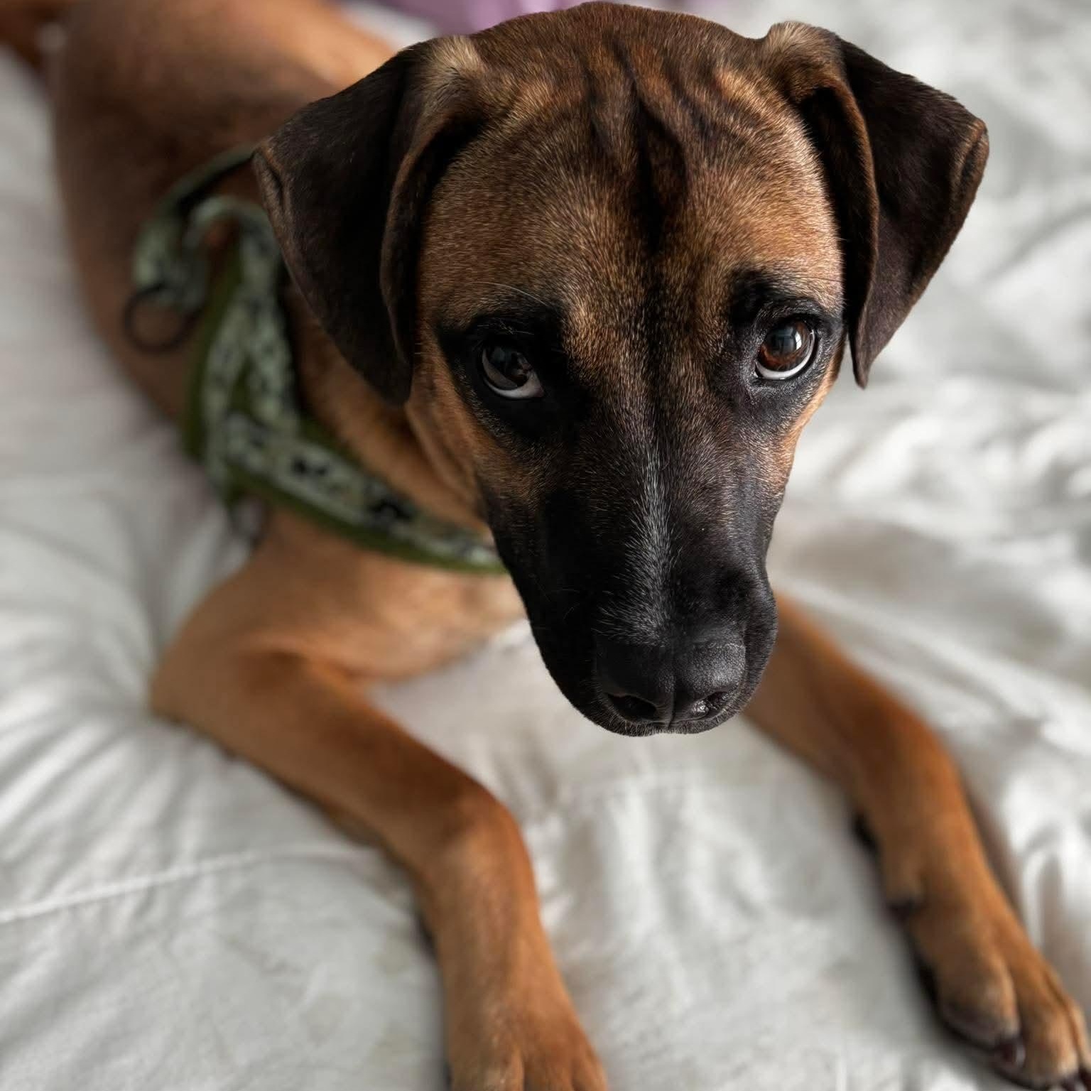 Manny, ADOPTABLE, Young Male Mixed Breed.