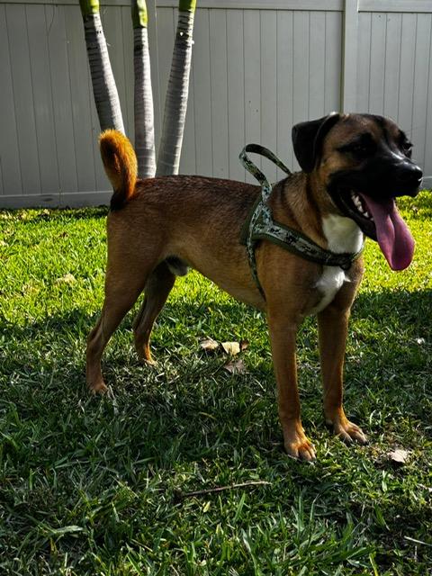 Enlarge Manny, a ADOPTABLE Mixed Breed in LEHIGH ACRES, FL image 5/5