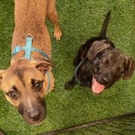 Enlarge Manny, a ADOPTABLE Mixed Breed in LEHIGH ACRES, FL image 6/6