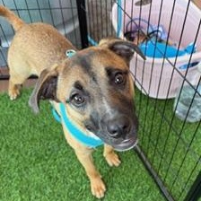 Manny, ADOPTABLE, Young Male Mixed Breed.