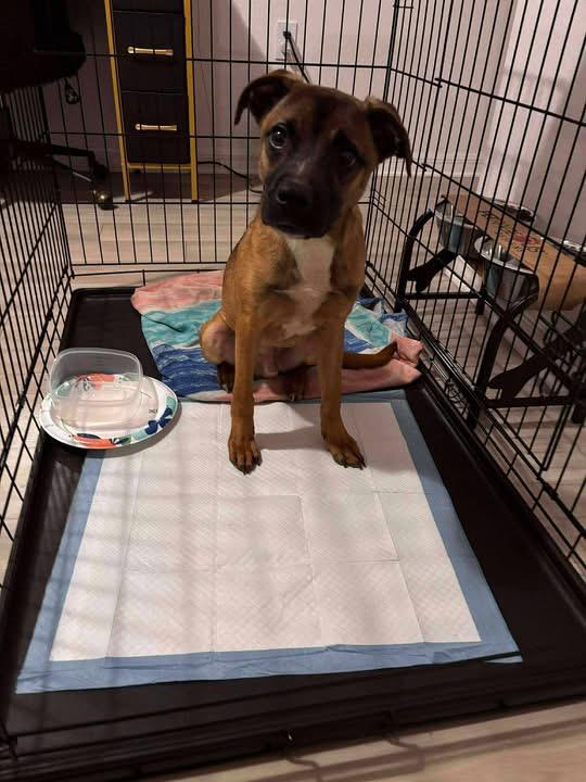 Manny, ADOPTABLE, Young Male Mixed Breed.