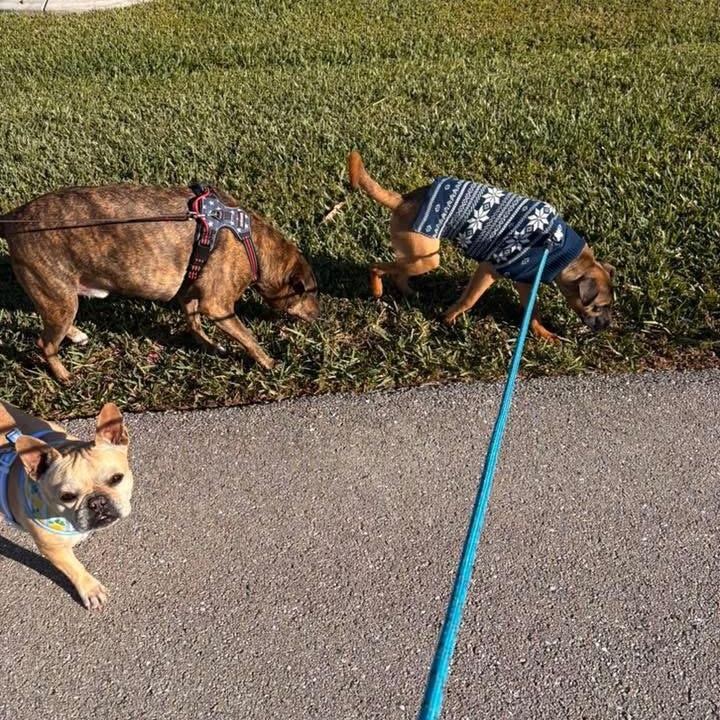 Enlarge Manny, a ADOPTABLE Mixed Breed in LEHIGH ACRES, FL image 4/6