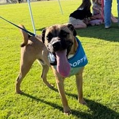 Manny, ADOPTABLE, Young Male Mixed Breed.