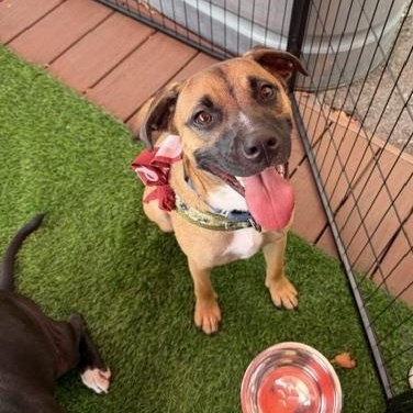 Manny, a ADOPTABLE Mixed Breed in LEHIGH ACRES, FL image 1/6
